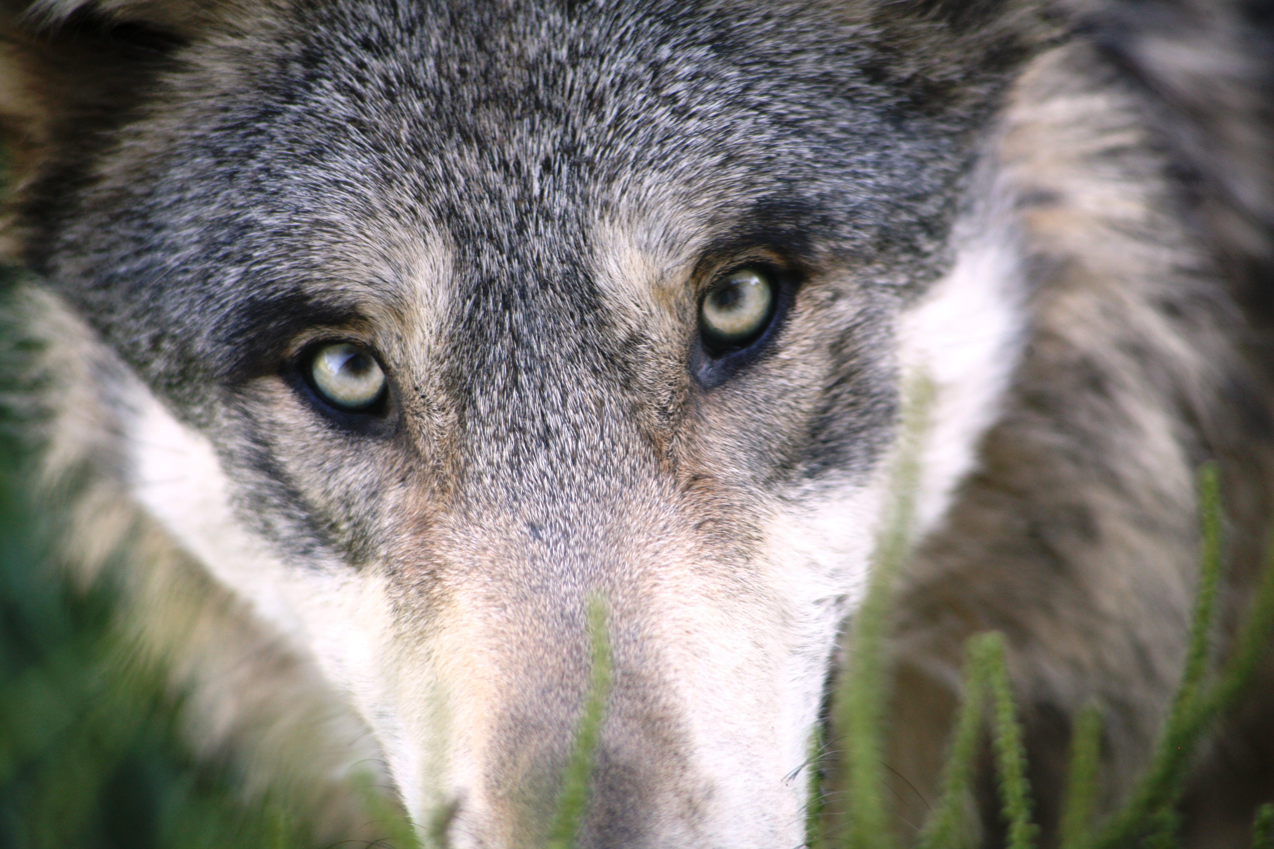Grauwolf, Augen, Nahaufnahme, Gras, Tierfotografie, 4K, Hintergrund für den Desktop