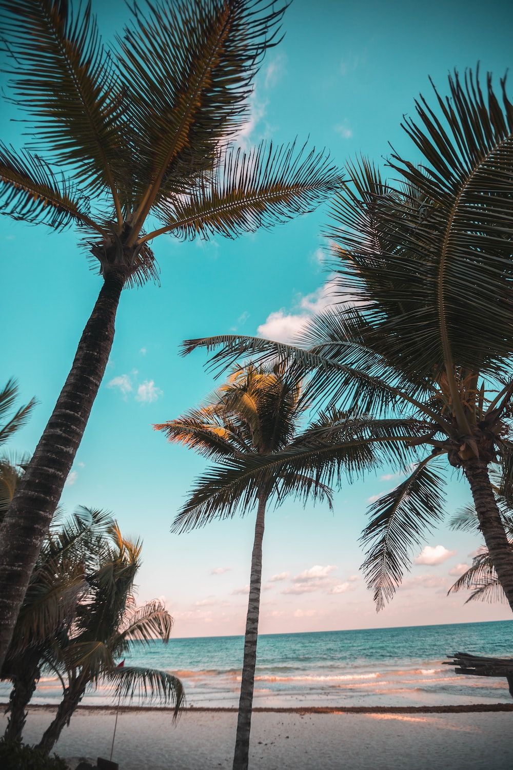 Palmen, Froschperspektive, Türkiser Himmel, Strand, Sommer, HD, iPhone-Hintergrundbild