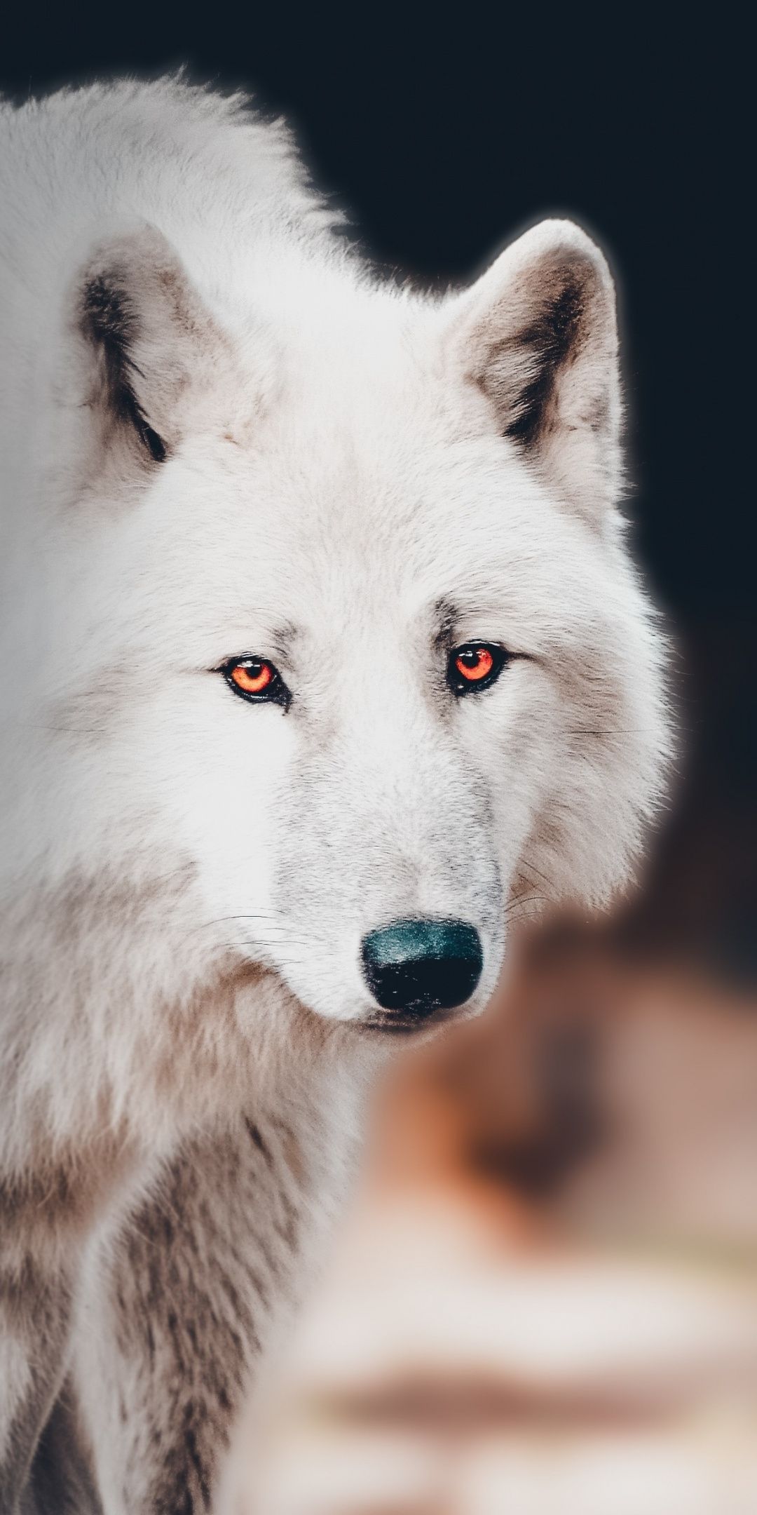Weißer Wolf, Polarwolf, Porträt, Bernsteinaugen, Tierfotografie, Full HD, iPhone-Hintergrundbild