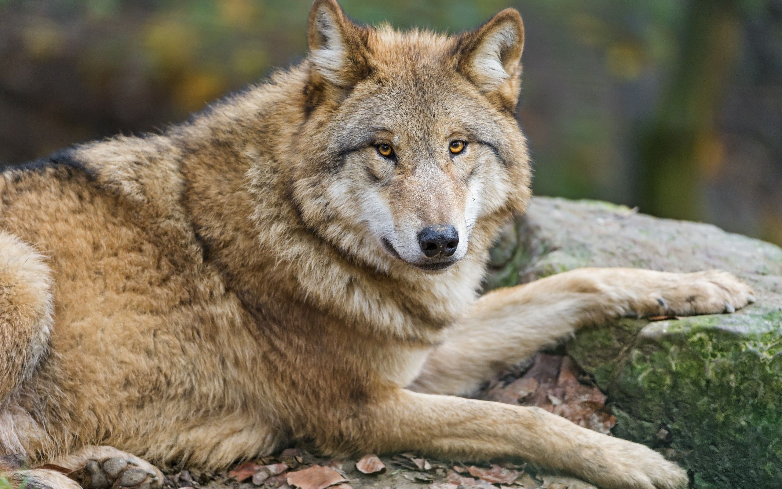 Grauwolf, Liegend, Felsen, Moos, Tierfotografie, 2K, Hintergrundbild für den PC