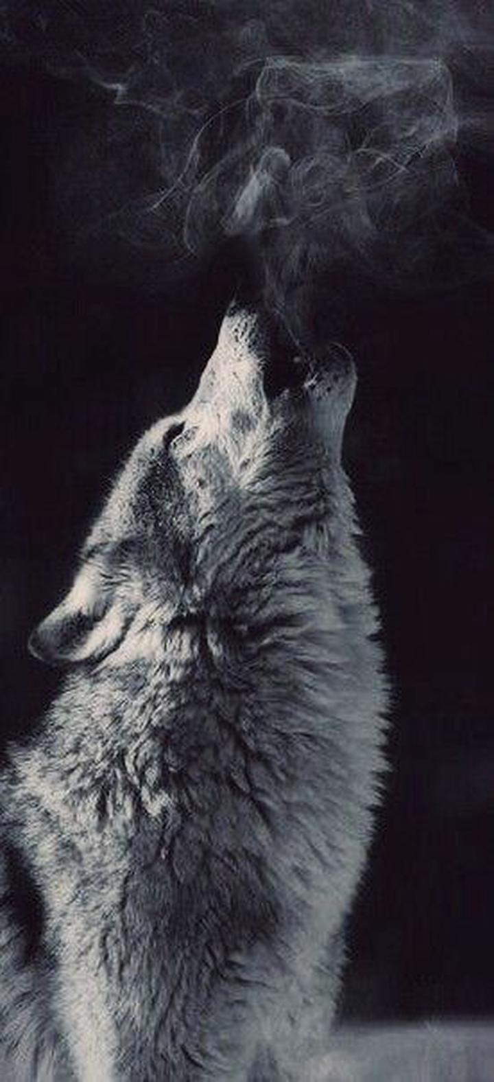 Heulender Wolf, Rauch, Schwarz-Weiß, Dunkler Hintergrund, Sperrbildschirm fürs iPhone