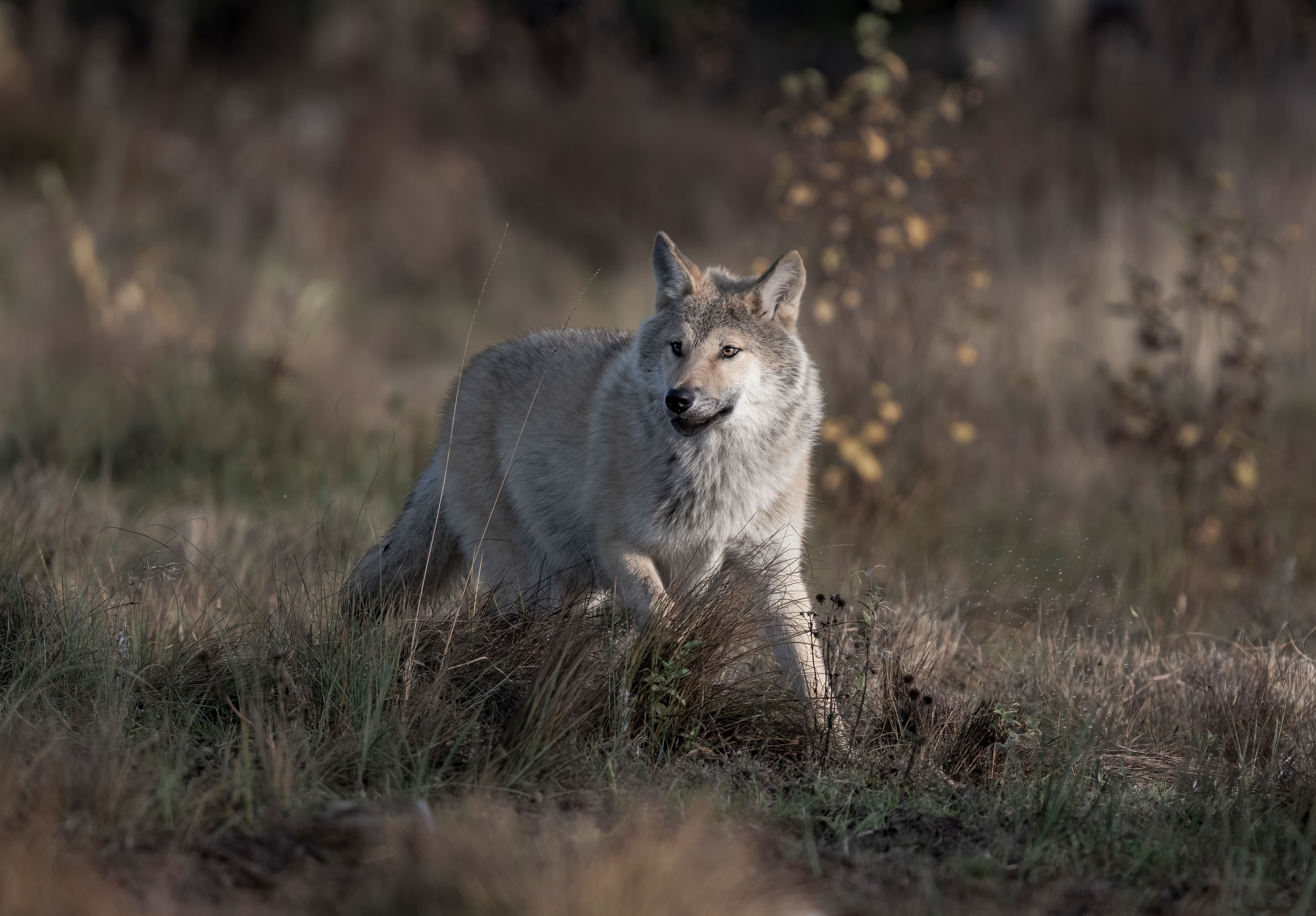 Grauwolf, Wiese, Herbst, Tierfotografie, Abendlicht, 4K, Hintergrundbild für den PC