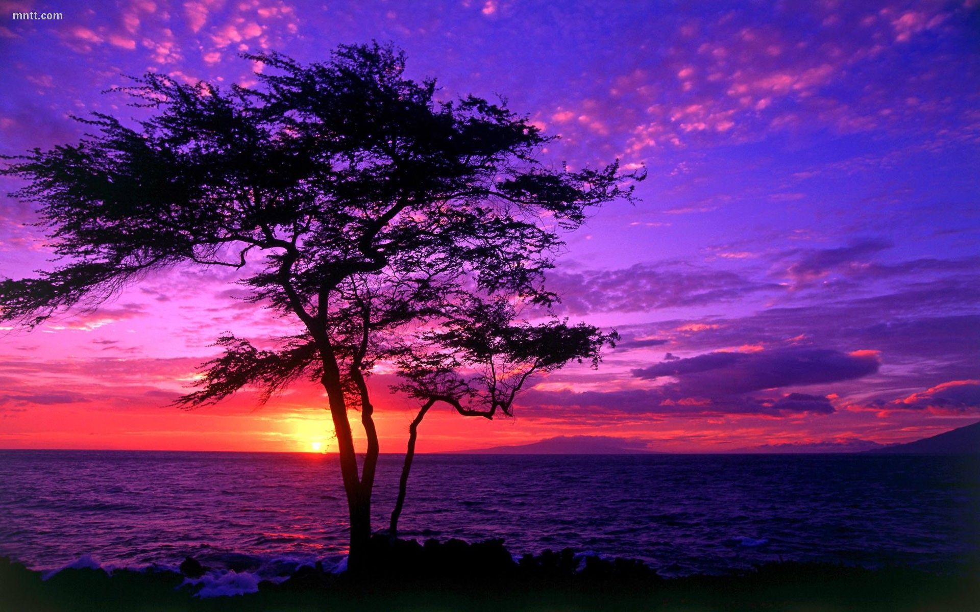Baum, Silhouette, Sonnenuntergang, Lila Himmel, Meer, Full HD, Desktop-Hintergrund für Windows