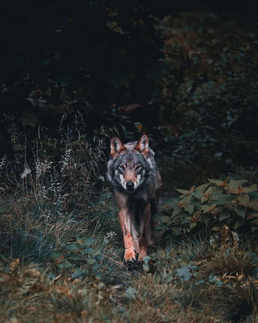 Grauwolf, Wald, Unterholz, Tierfotografie, Dunkle Töne, HD, Hintergrundbild fürs Tablet