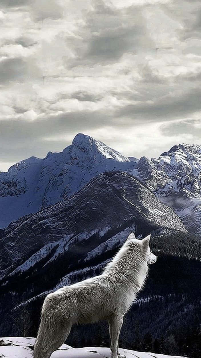 Weißer Wolf, Berge, Schnee, Wolken, Wildnis, Hintergrundbild für iPhone und Android