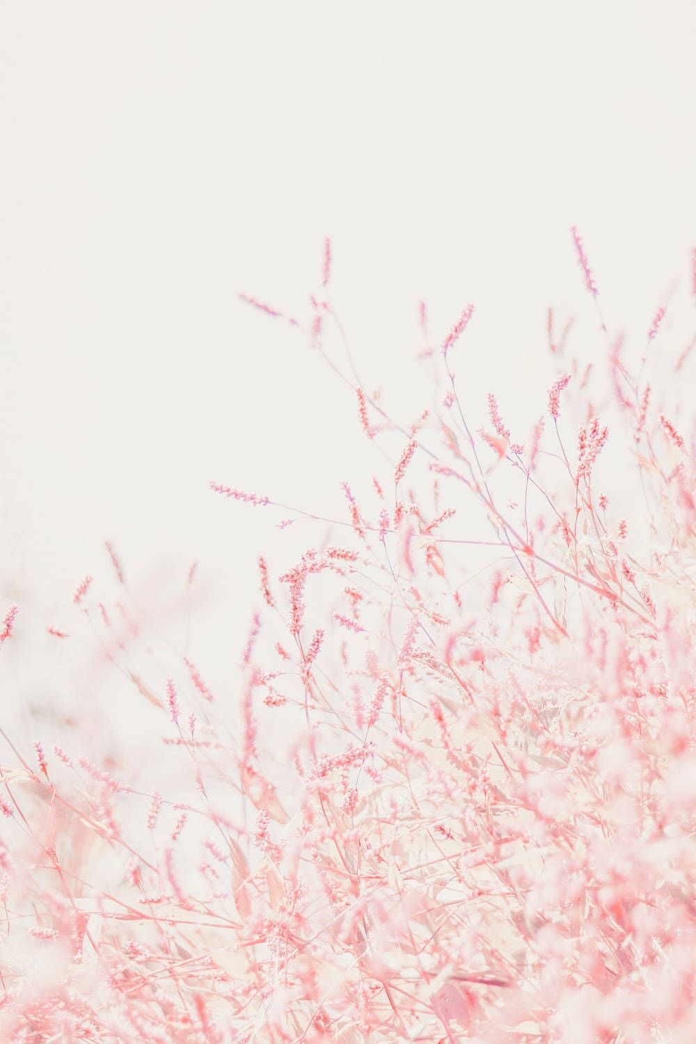 Rosa Gräser, Aquarell, Minimalistisch, Pastell, Hochformat, Hintergrundbild fürs Smartphone