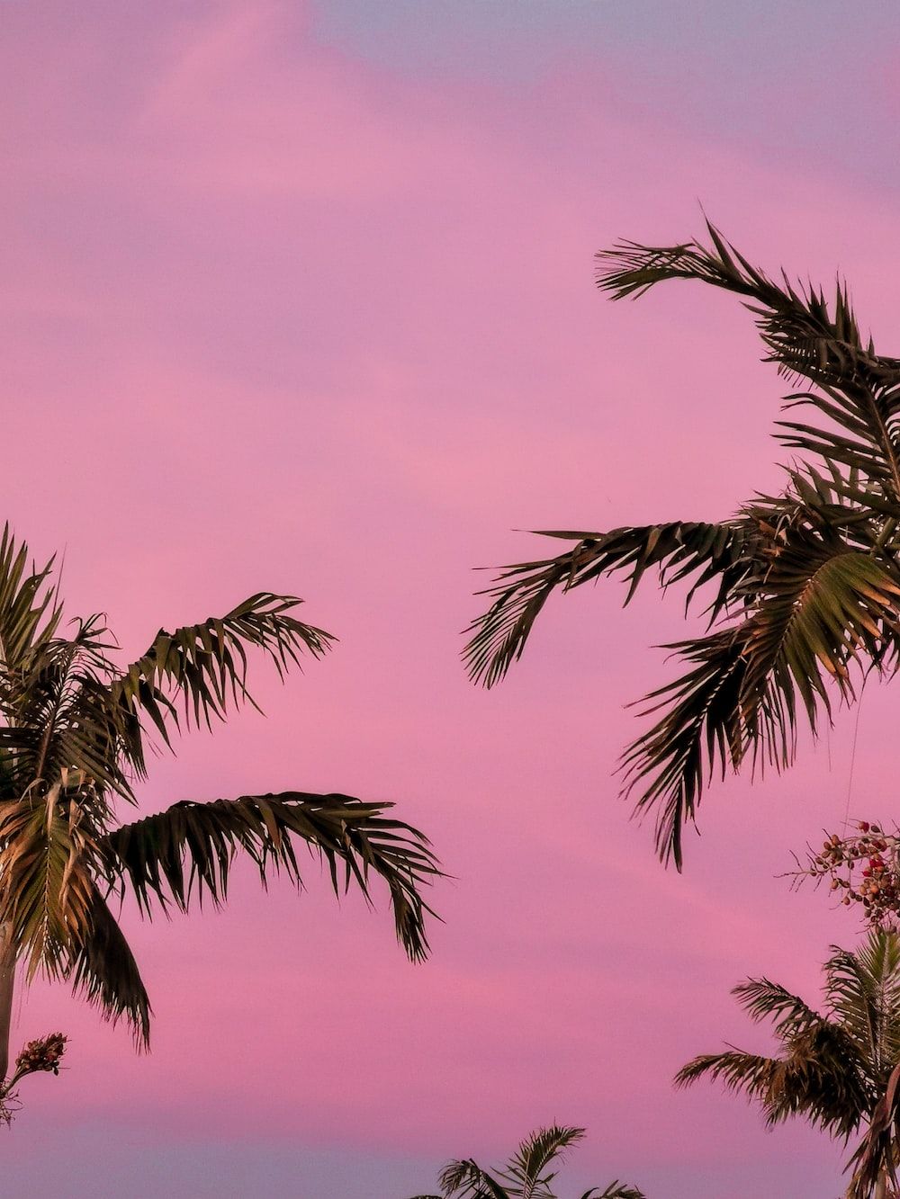 Palmen, Rosa Himmel, Silhouette, Tropen, Abendhimmel, HD, Hintergrundbild fürs Tablet
