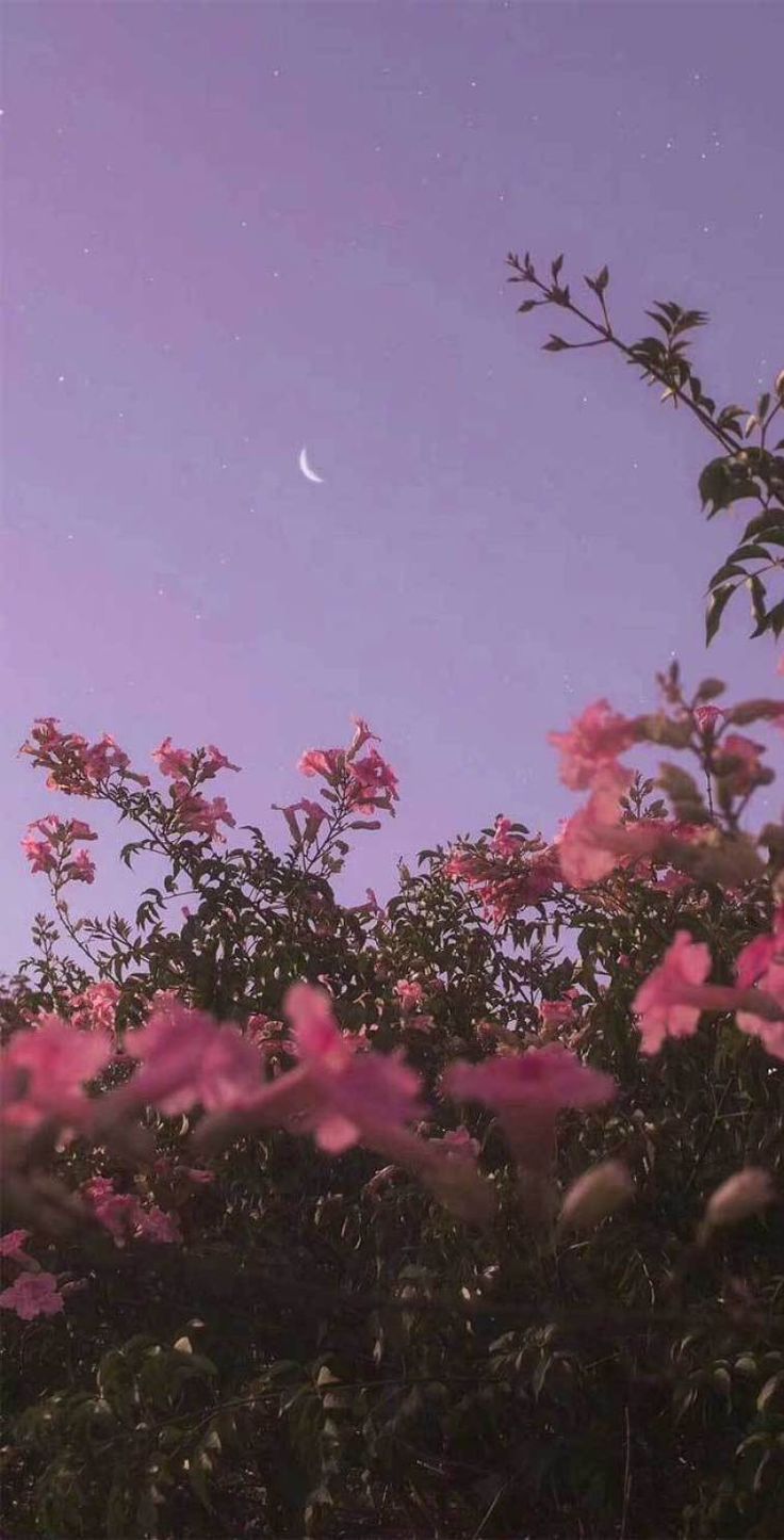 Rosa Blüten, Lila Himmel, Mond, Abendhimmel, Bougainvillea, HD, Handy-Hintergrund