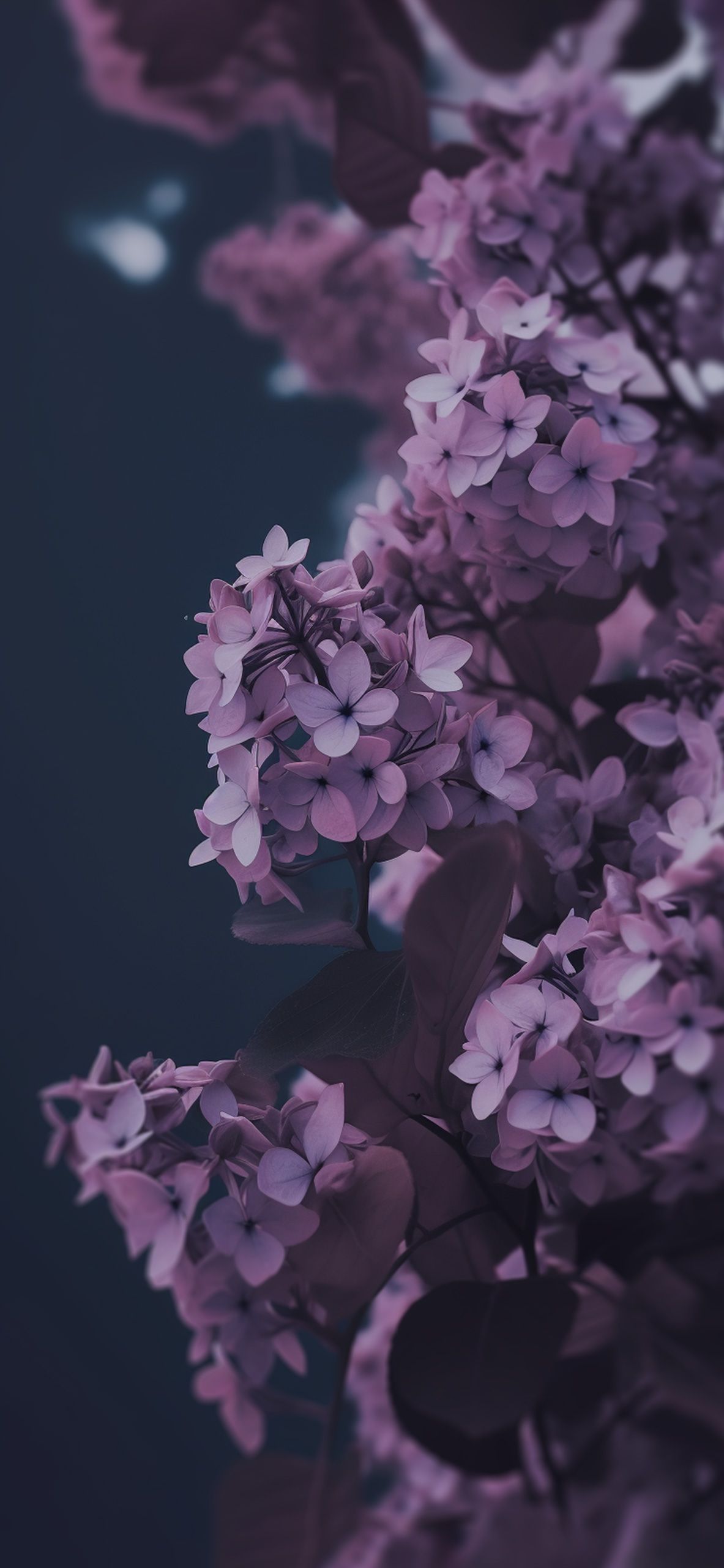 Flieder, Lila Blüten, Dunkler Hintergrund, Blumen, Full HD, Sperrbildschirm fürs iPhone