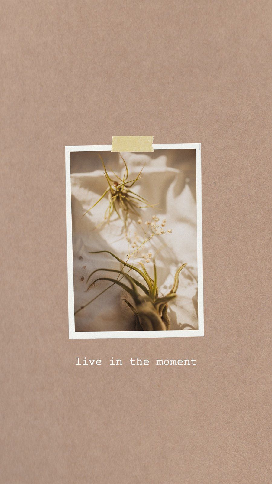 Live in the Moment, Polaroid, Blume, Braun, Zitat, HD, Sperrbildschirm fürs iPhone