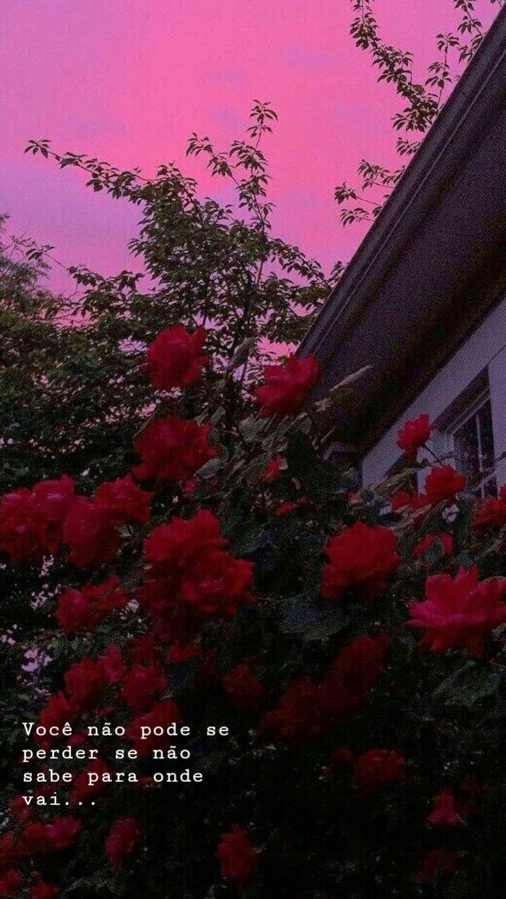 Rote Rosen, Pinker Himmel, Zitat, Rosenbusch, Dämmerung, Hintergrundbild fürs iPhone