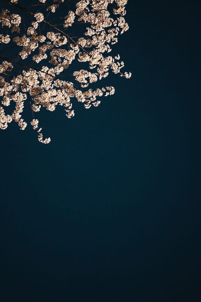 Kirschblüten, Zweig, Dunkeltürkis, Minimalismus, Frühling, Sperrbildschirm fürs iPhone 17e