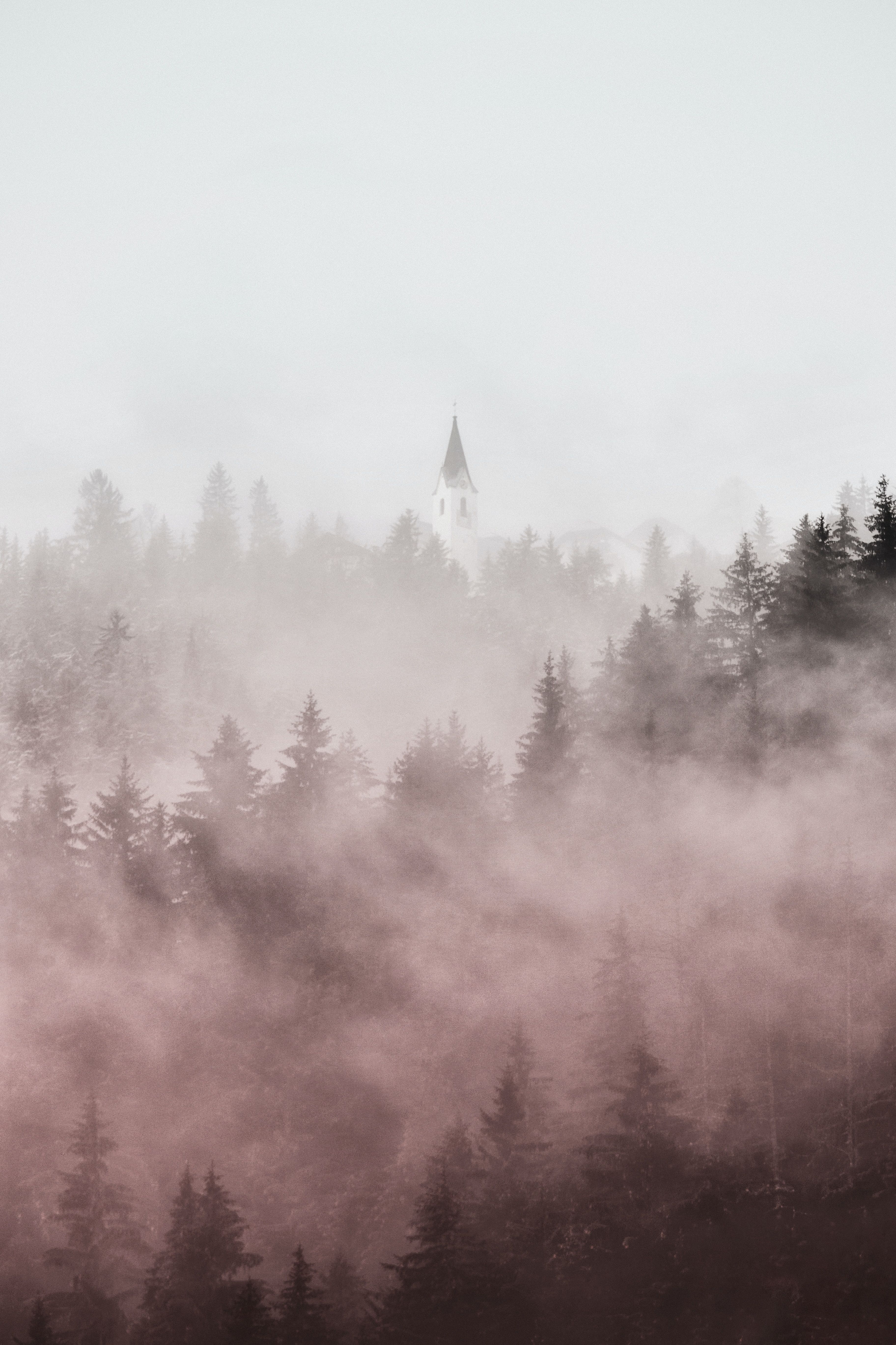 Nebel, Wald, Nadelbäume, Düster, Landschaft, iPhone 17e, Wallpaper
