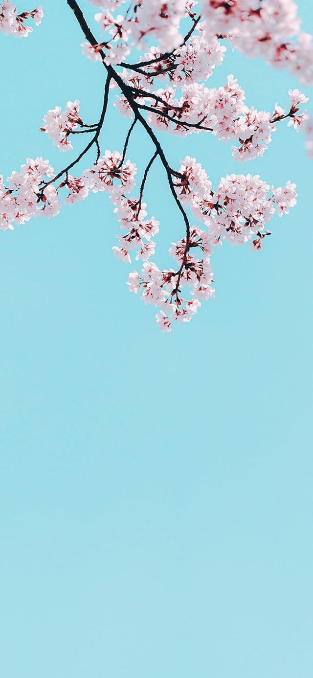 Kirschblüten, Zweig, Hellblauer Himmel, Frühling, Minimalismus, Hintergrundbild fürs iPhone 17e