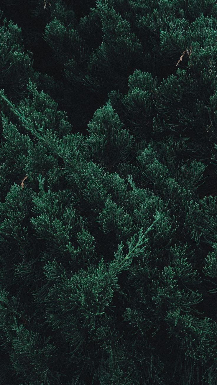 Wald, Nadelbäume, Luftaufnahme, Dunkelgrün, Natur, Hintergrundbild fürs iPhone