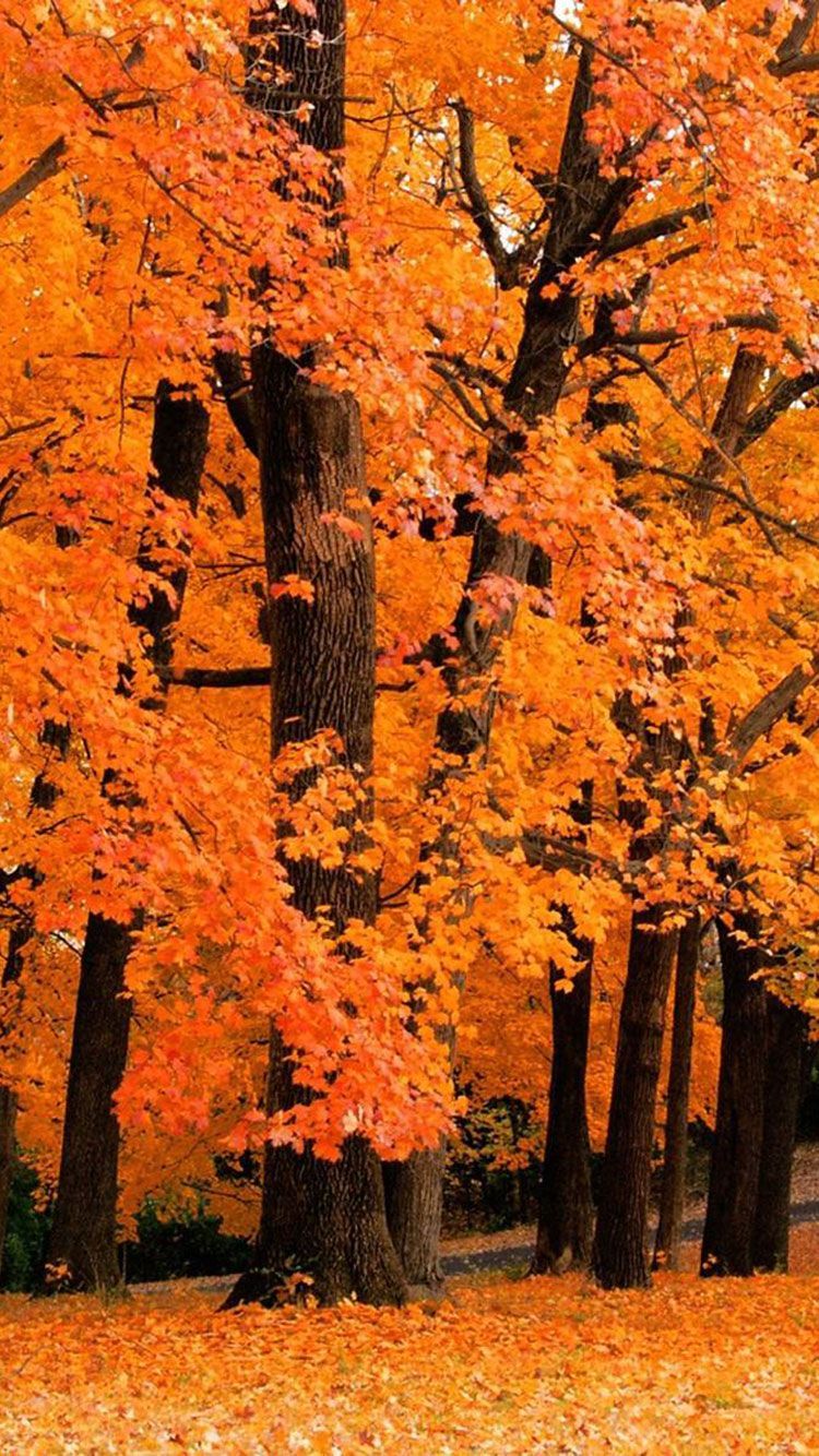 Herbstbäume, Herbst, Orange, Laub, Park, iPhone 17e, Handy-Hintergrund