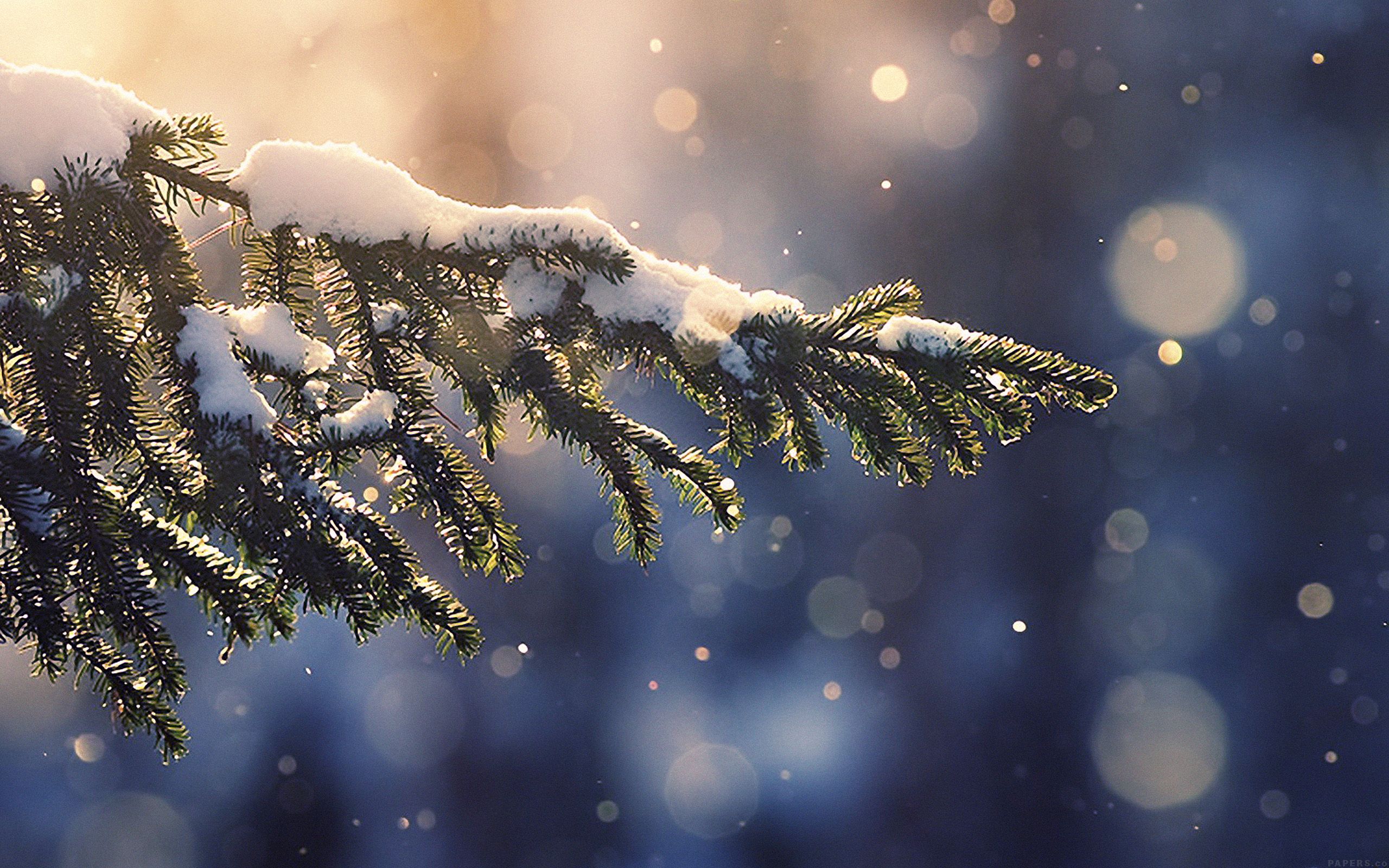 Tannenzweig, Schnee, Bokeh, Blauer Hintergrund, Goldene Lichter, 2K Wallpaper