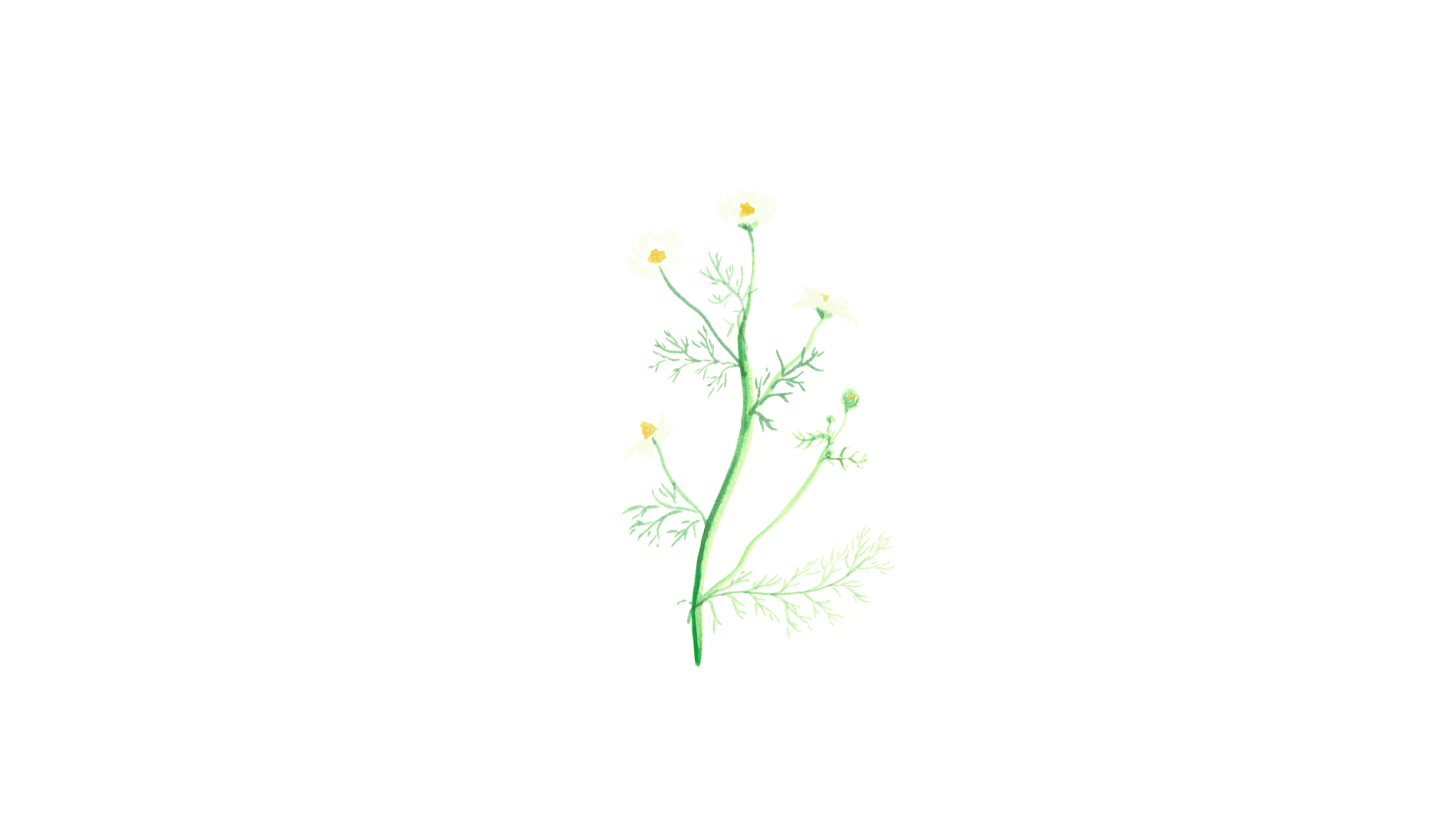 Kamille, Wildblume, Weißer Hintergrund, Minimalistisch, Zeichnung, Full HD Wallpaper