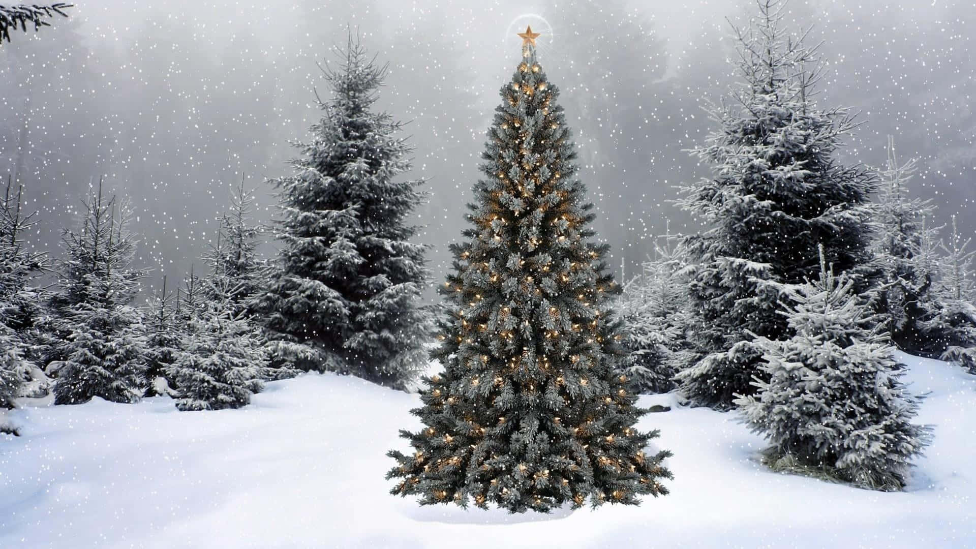Weihnachtsbaum, Verschneite Tannen, Schneelandschaft, Schneefall, Stern, Full HD, Breitbild-Hintergrundbild