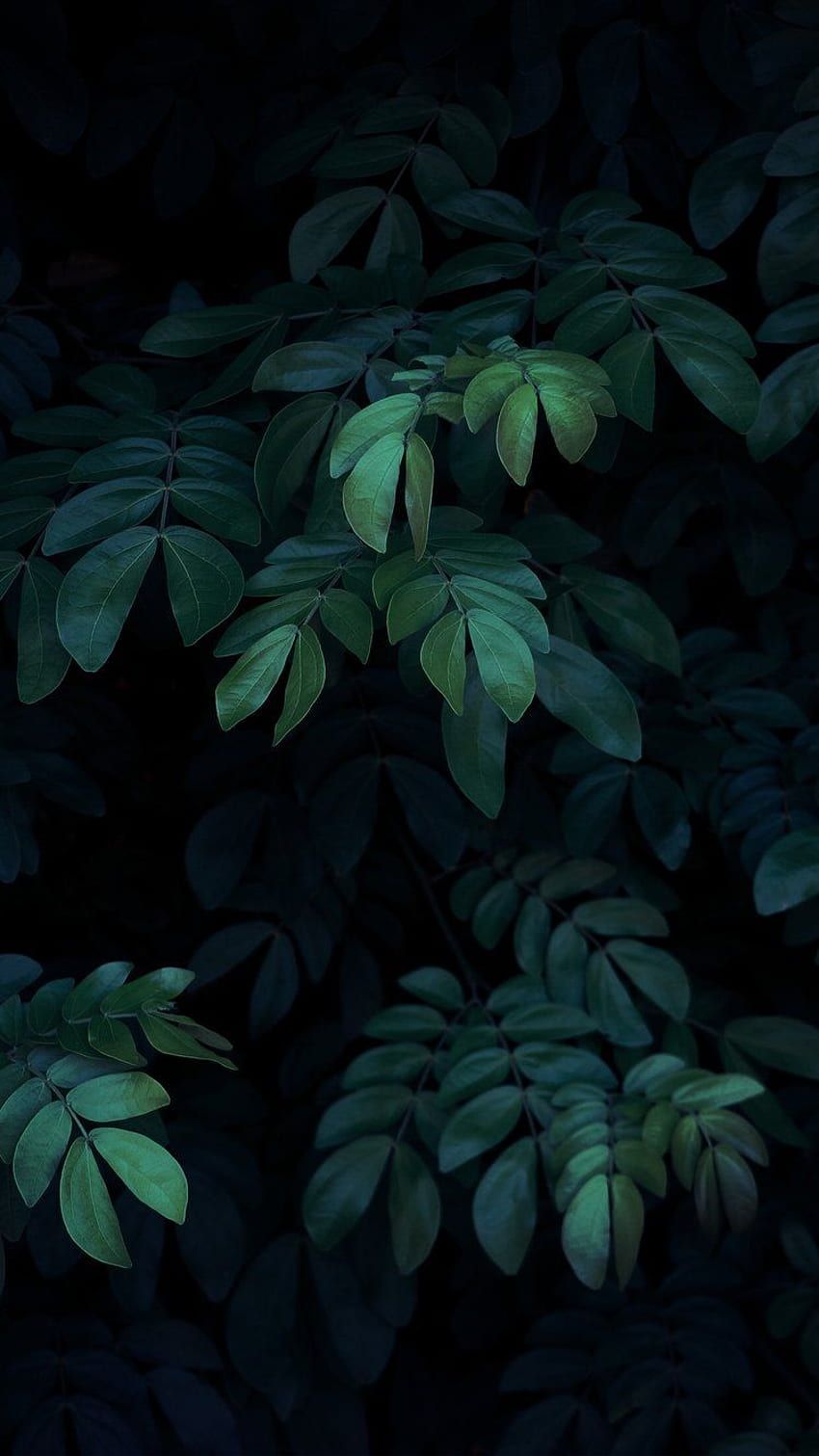 Blätter, Grüne Pflanzen, Dunkel, Natur, Monstera, iPhone-17-Sperrbildschirm