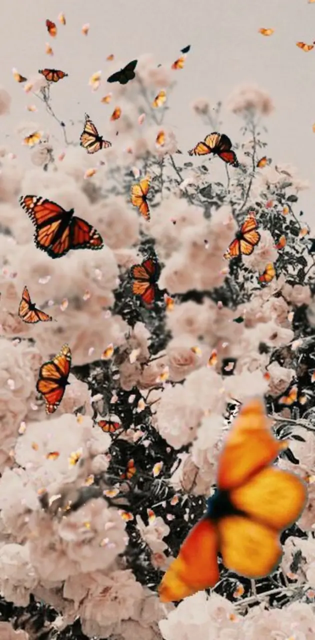 Monarchfalter, Blumen, Weiße Blüten, Ästhetik, Hintergrundbild für iPhone und Android