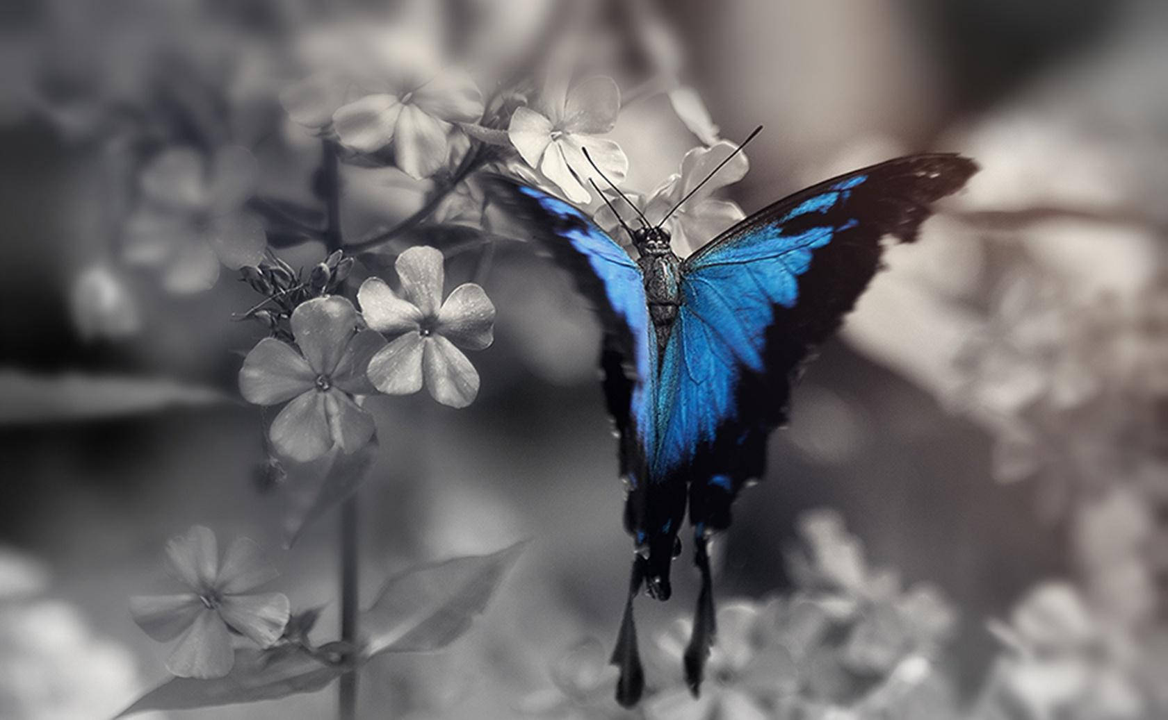 Blauer Schwalbenschwanz, Blüten, Schwarz-Weiß, Colorkey, Makro, HD, Desktop-Hintergrund