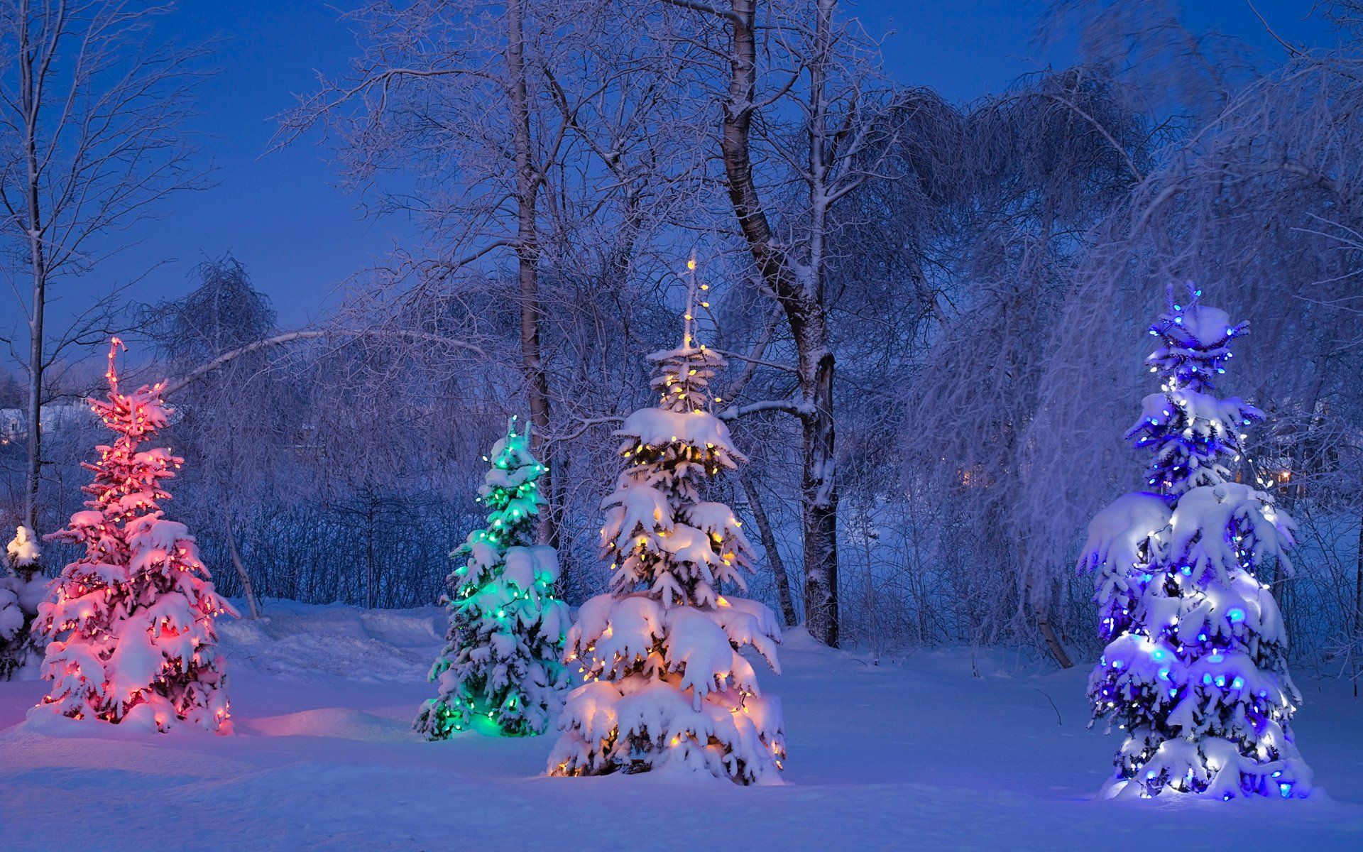 Beleuchtete Tannen, Schnee, Winterwald, Nacht, Lichterketten, Full HD, Desktop-Hintergrund