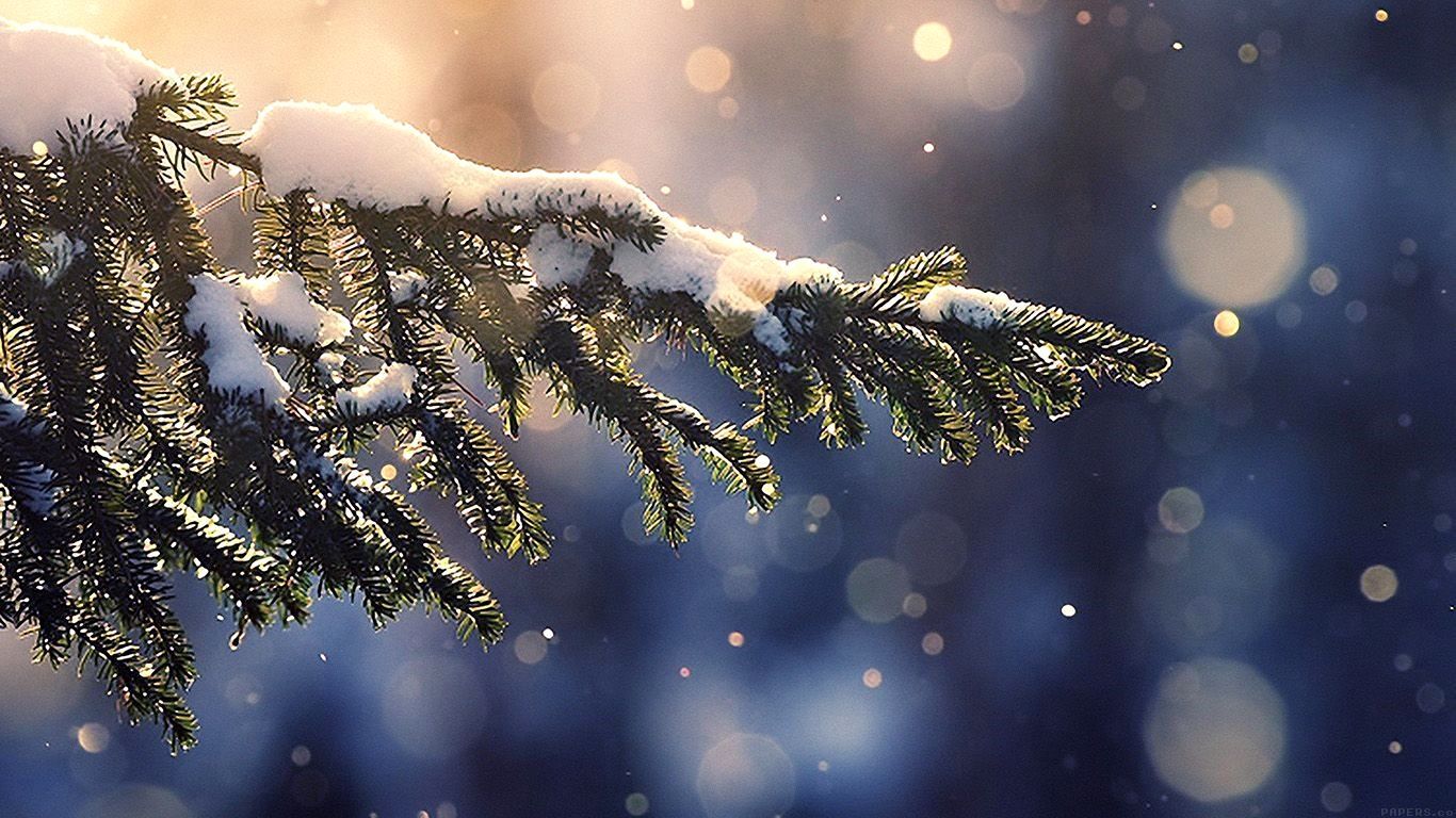 Tannenzweig, Schnee, Bokeh, Winter, Blau, 16:9, HD-Hintergrundbild für den Desktop