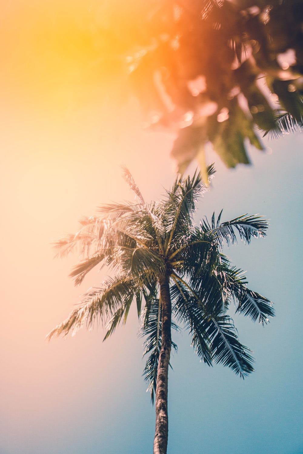 Palme, Sonnenlicht, Farbverlauf, Sommer, Hochformat, HD, Sperrbildschirm fürs iPhone