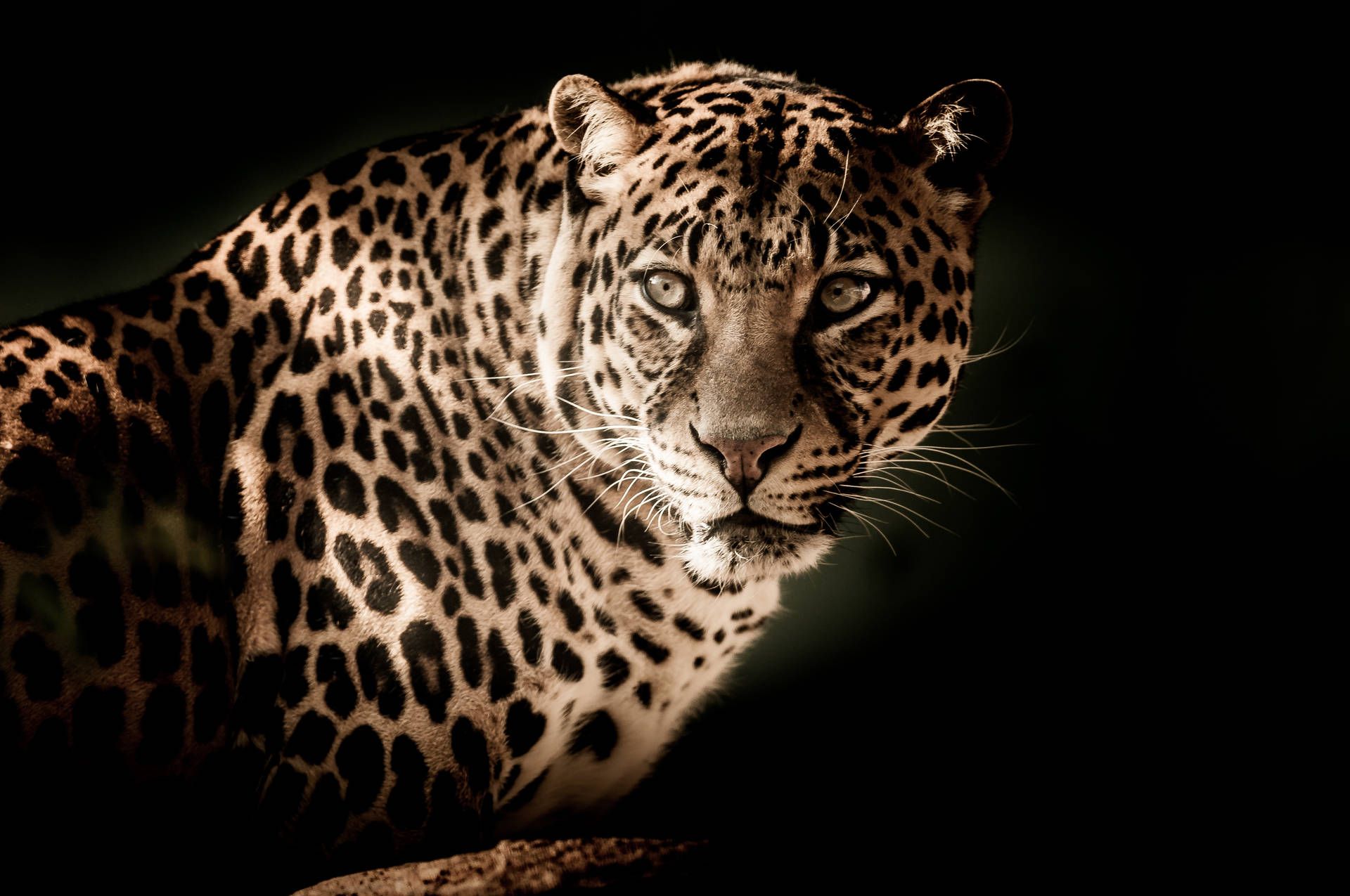 Leopard, Schwarzer Hintergrund, Raubkatze, Porträt, Wildtier, Full HD Wallpaper