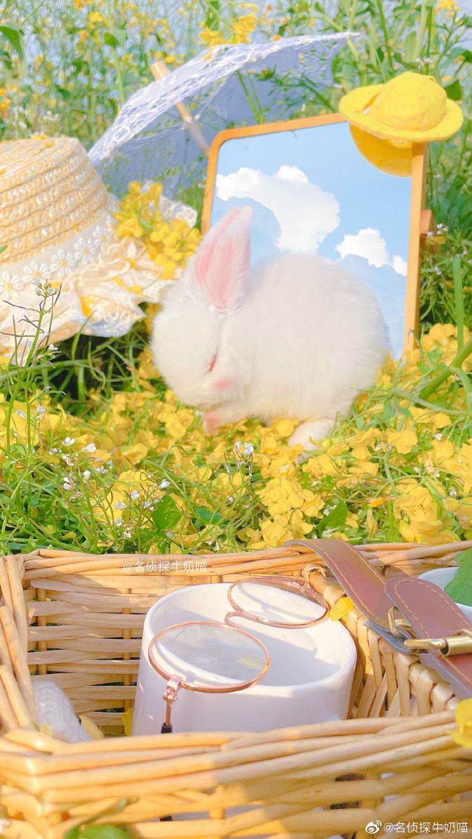 Kaninchen, Picknick, Korb, Frühling, Gelbe Blumen, Hintergrundbild für iPhone und Android