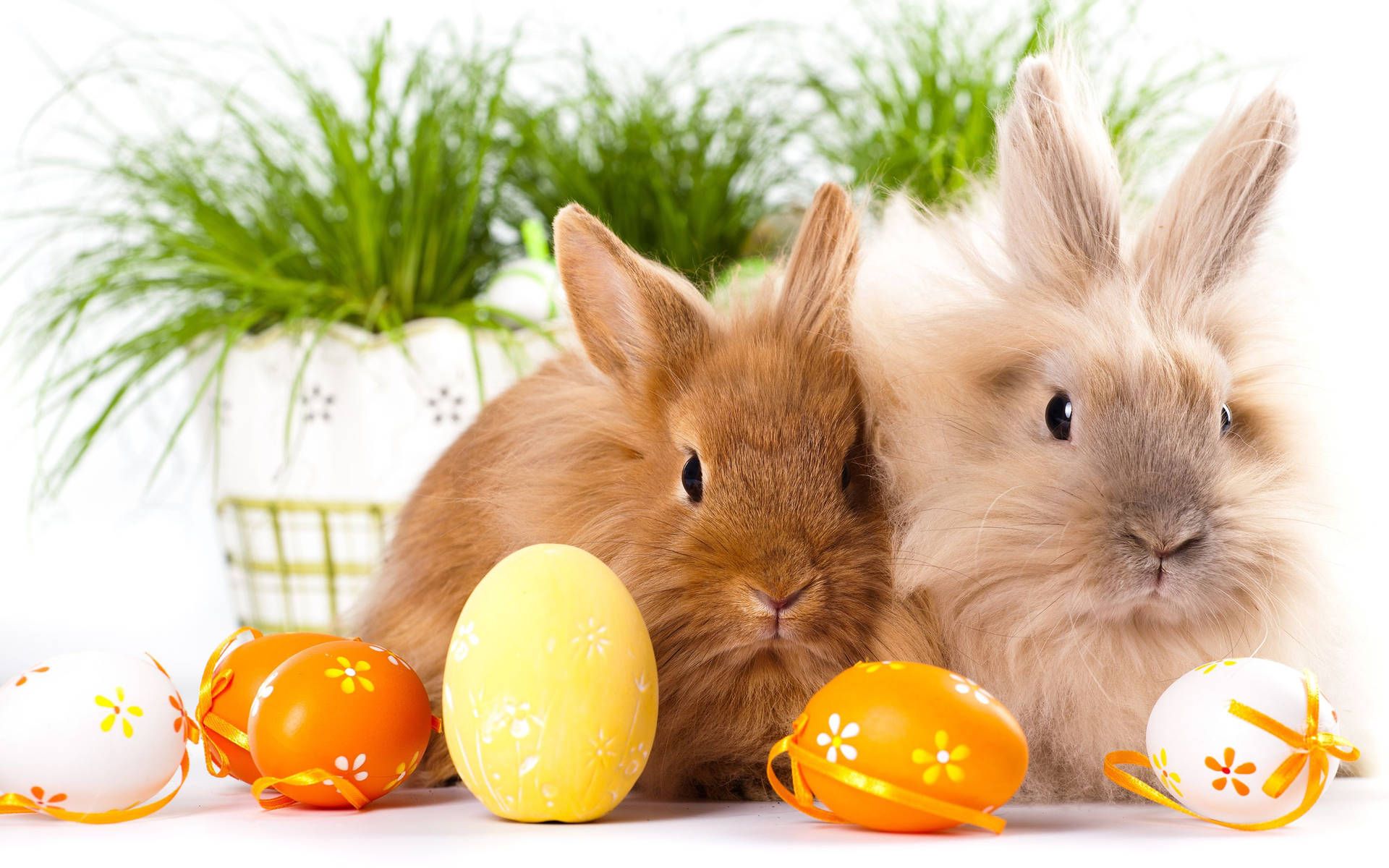 Kaninchen, Löwenkopfkaninchen, Ostereier, Gras, Ostern, Full HD, Desktop-Hintergrund für Windows