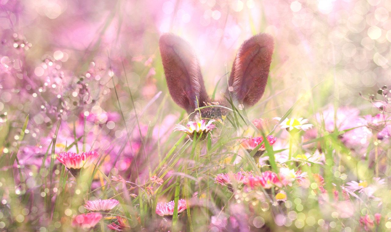 Hasenohren, Blumenwiese, Rosa Blüten, Frühling, Unschärfe, HD-Hintergrundbild für PC
