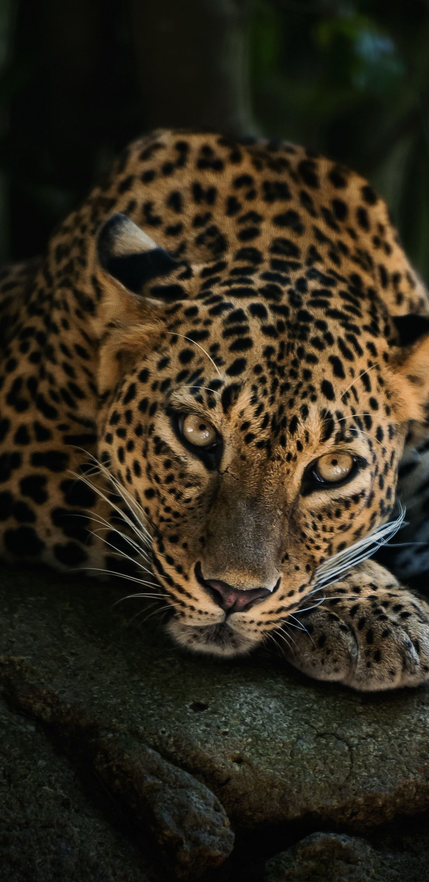 Leopard, Liegend, Dunkler Hintergrund, Raubkatze, Wildtier, Sperrbildschirm fürs iPhone