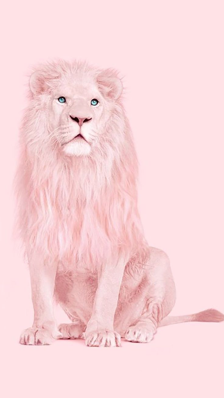 Weißer Löwe, Rosa, Pastell, Minimalistisch, HD, Hintergrundbild fürs Handy
