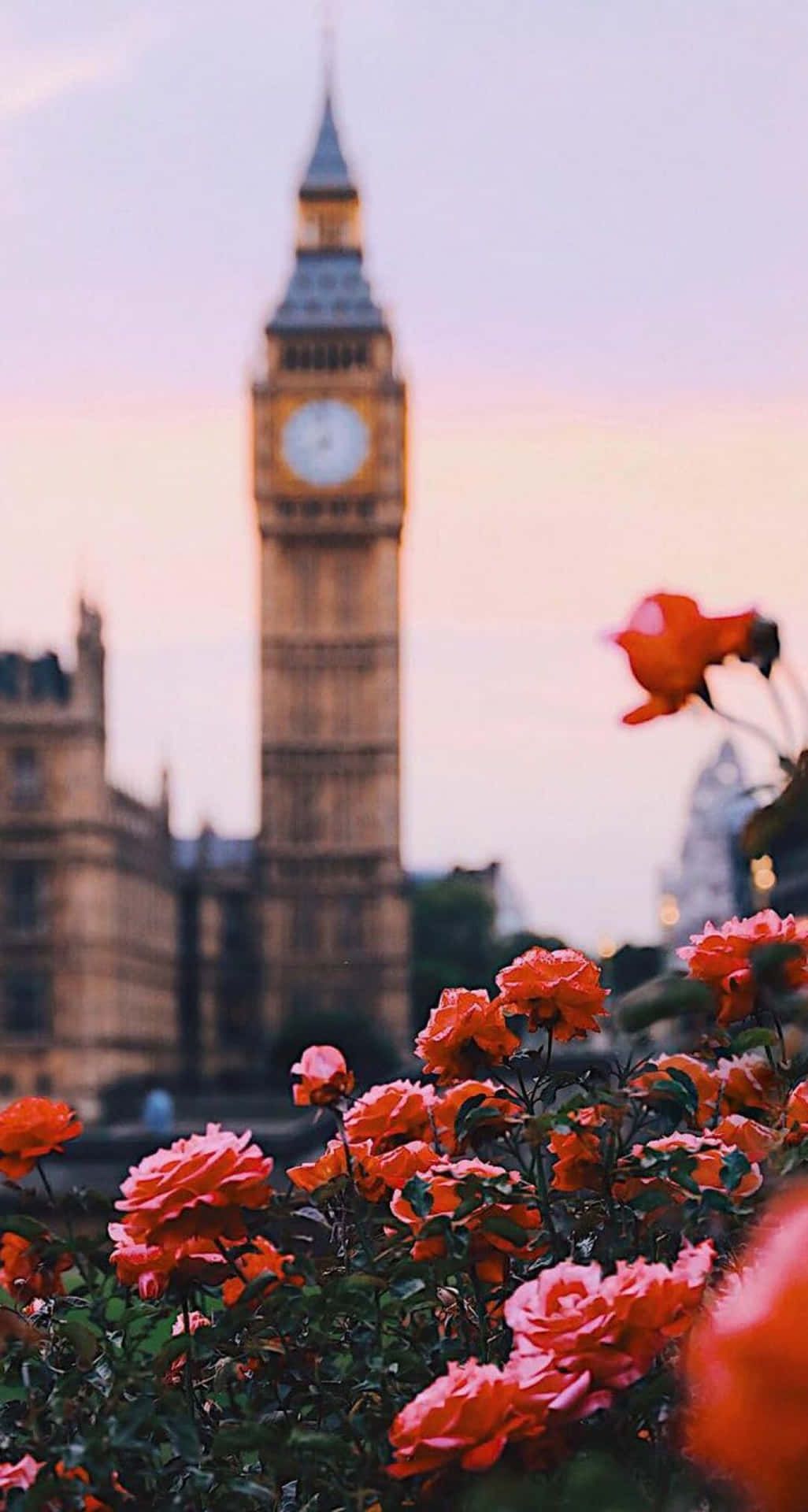 Big Ben, London, Rosen, Rote Blumen, Hintergrundbild für iPhone und Android