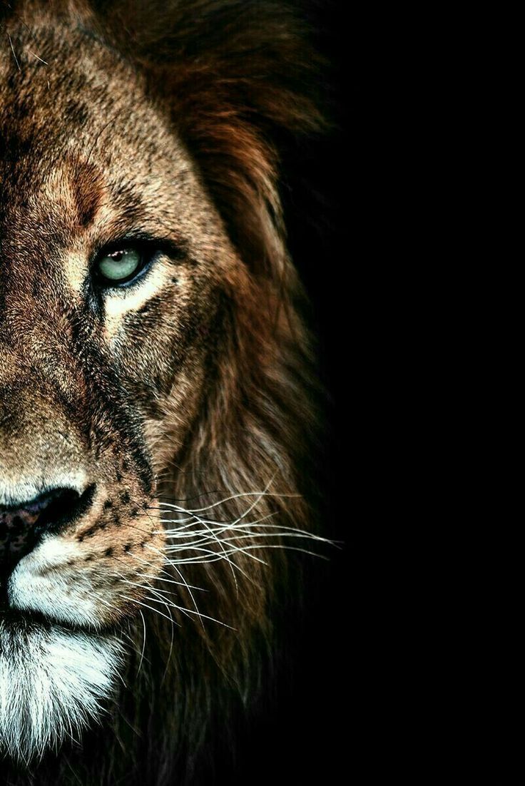 Löwe, Porträt, Nahaufnahme, Schwarzer Hintergrund, Blaue Augen, HD Wallpaper