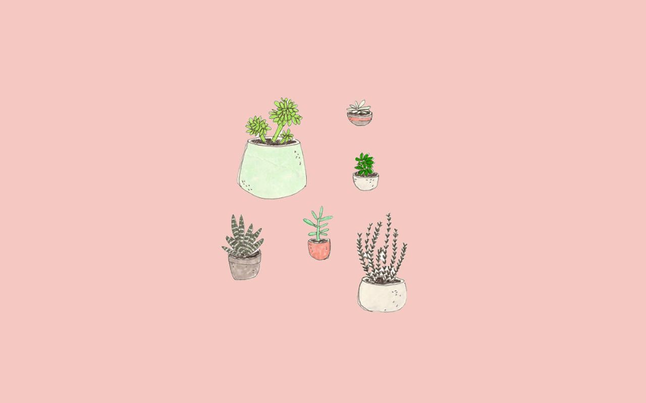 Sukkulenten, Topfpflanzen, Kakteen, Lachsrosa, Minimalistisch, HD, PC-Hintergrundbild