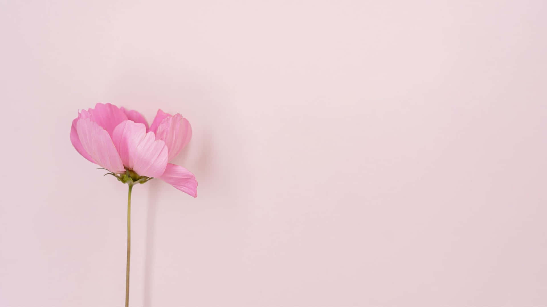 Pfingstrose, Blume, Minimalistisch, Zartrosa, Stiel, 1920x1080, Full-HD-Hintergrundbild für PC
