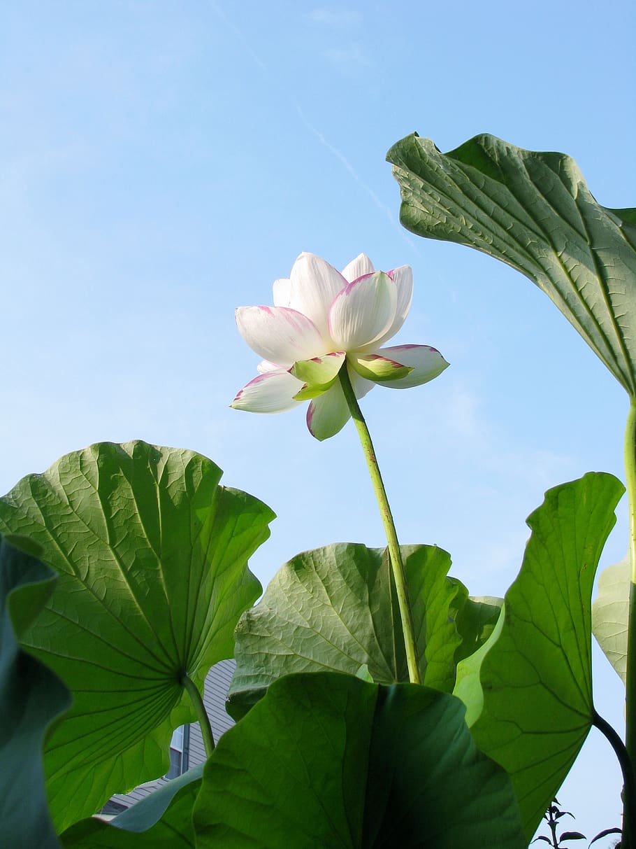 Lotusblüte, Lotusblätter, Blauer Himmel, Weiße Blüte, HD, Hintergrundbild fürs Tablet