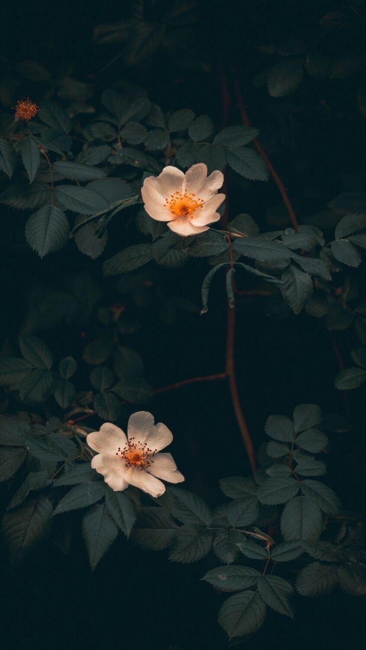 Blüten, Blätter, Dunkelgrün, Wildrose, HD, Sperrbildschirm fürs iPhone