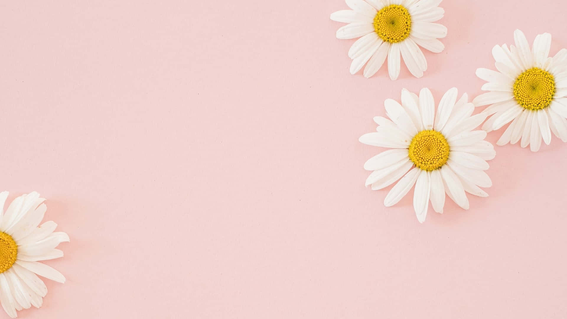 Gänseblümchen, Blumen, Rosa Hintergrund, Flach gelegt, Frühling, Full HD Wallpaper