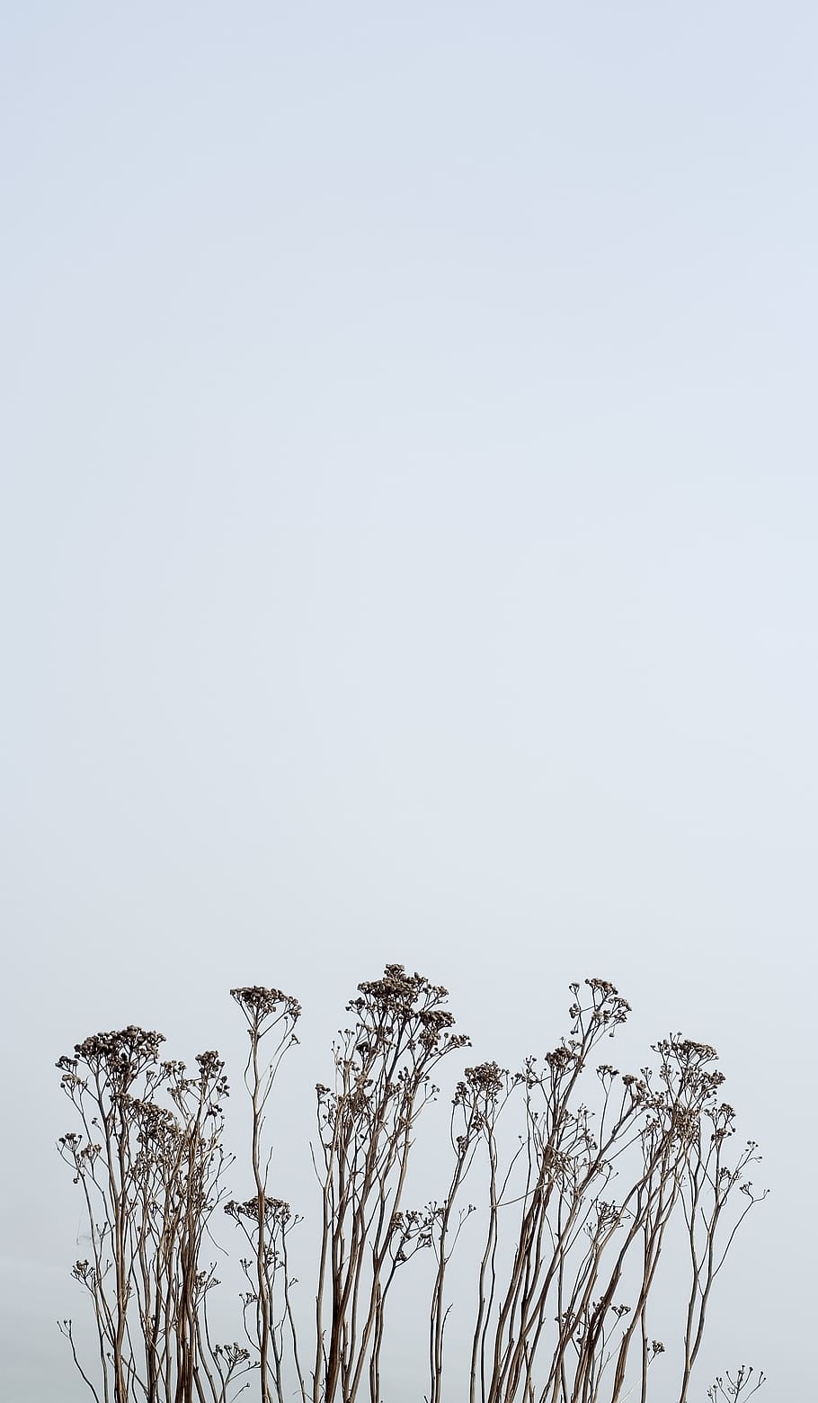 Trockenblumen, Himmel, Hellgrau, Minimalistisch, HD, Handy-Hintergrund im Hochformat
