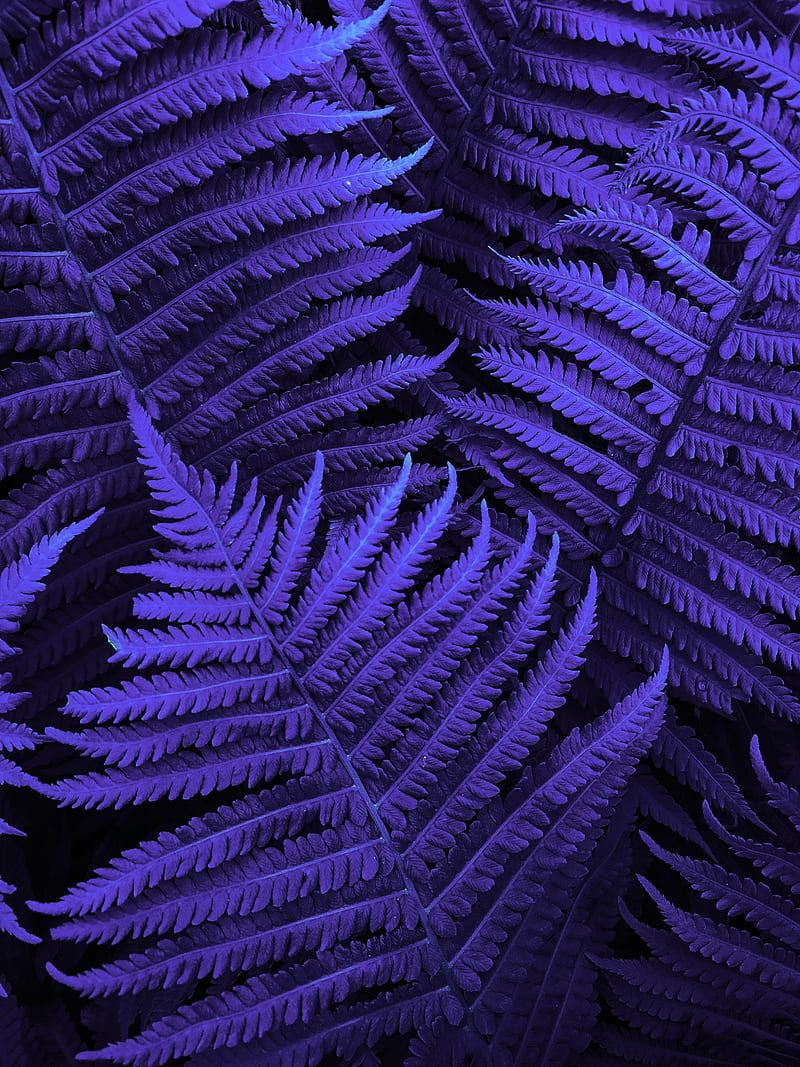 Farn, Blätter, Lila, Blau, Natur, Hintergrundbild für iPad und Tablet