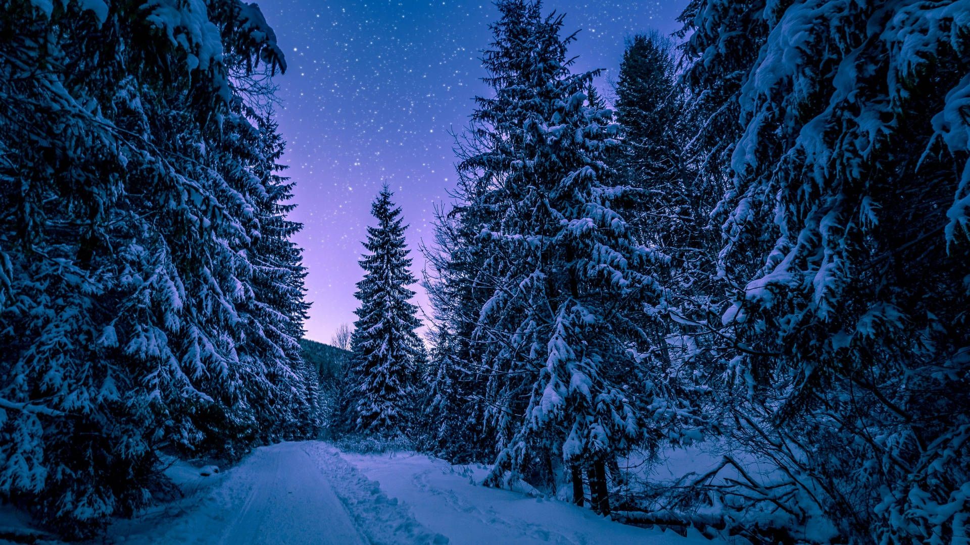 Verschneite Tannen, Waldweg, Sternenhimmel, Nacht, Lila Himmel, 1920x1080, Desktop-Hintergrund