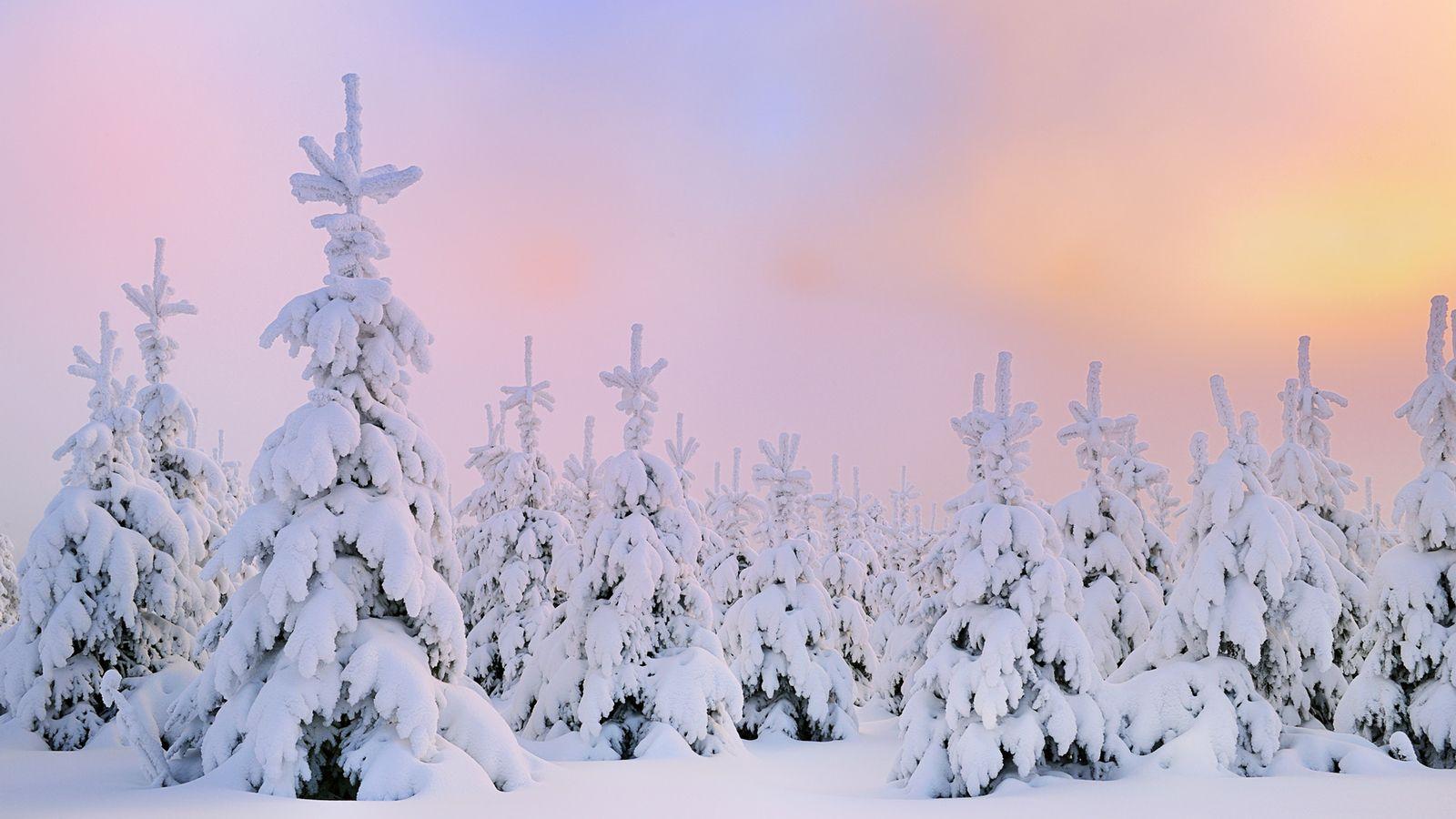 Verschneite Tannen, Schneelandschaft, Pastellhimmel, Sonnenaufgang, Rosa, HD, Breitbild-Hintergrundbild