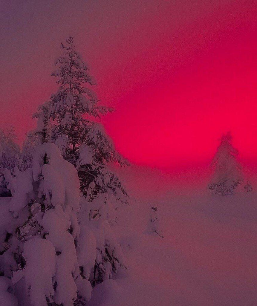 Verschneite Tannen, Roter Himmel, Nebel, Tiefschnee, Surreal, Hintergrundbild fürs Tablet