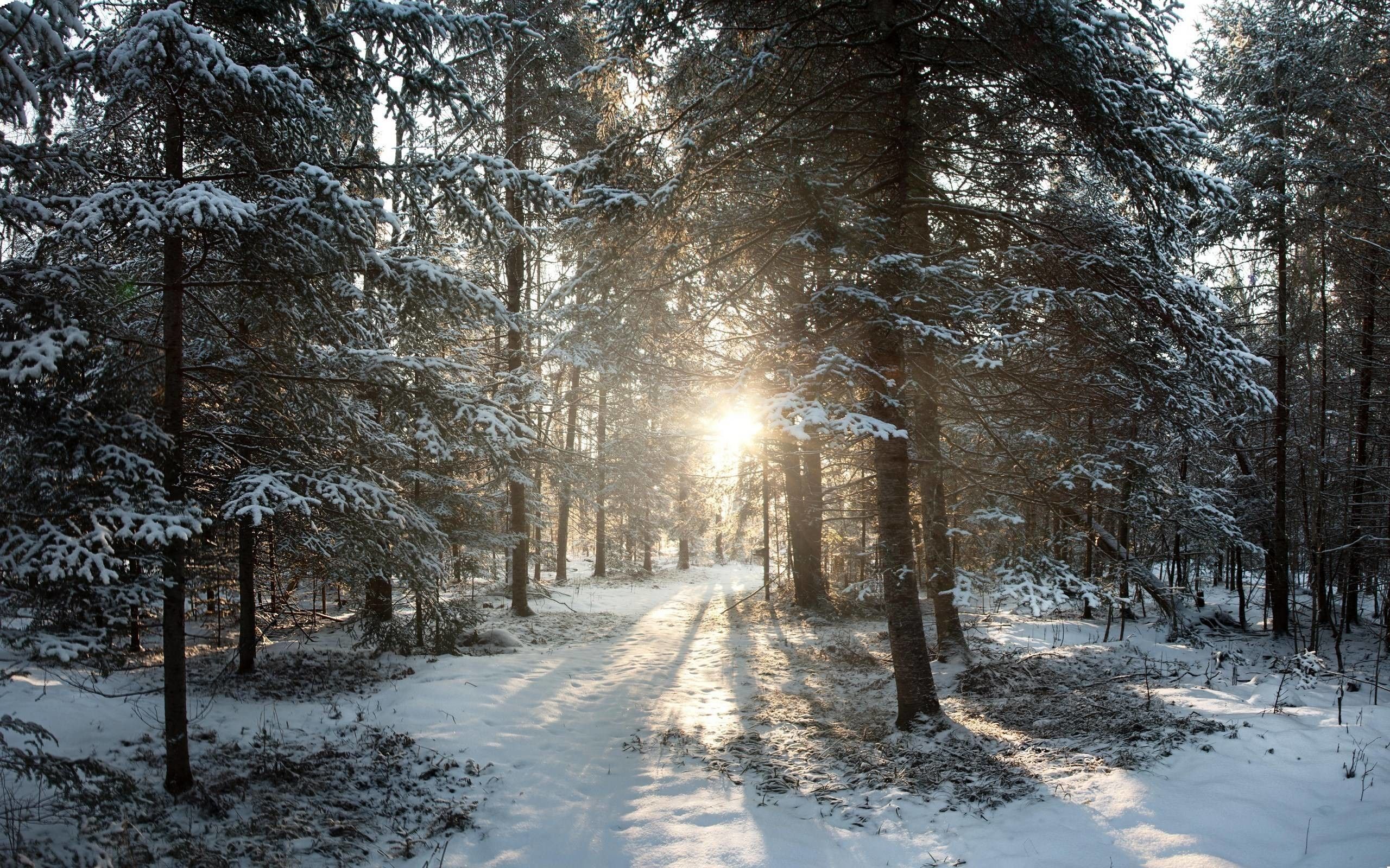 Verschneiter Wald, Waldweg, Sonnenstrahlen, Gegenlicht, Kiefern, 2K, Desktop-Hintergrund