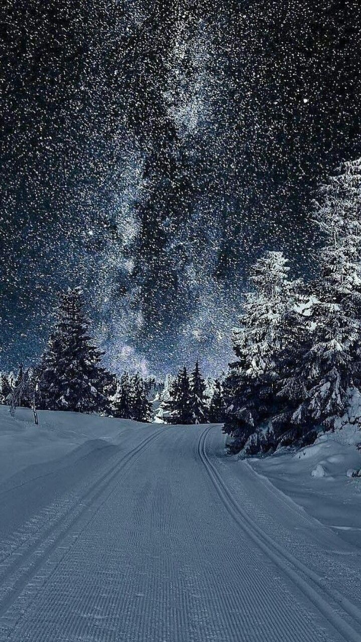 Verschneite Straße, Tannen, Schneefall, Nacht, Dunkelblau, HD, Handy-Hintergrund