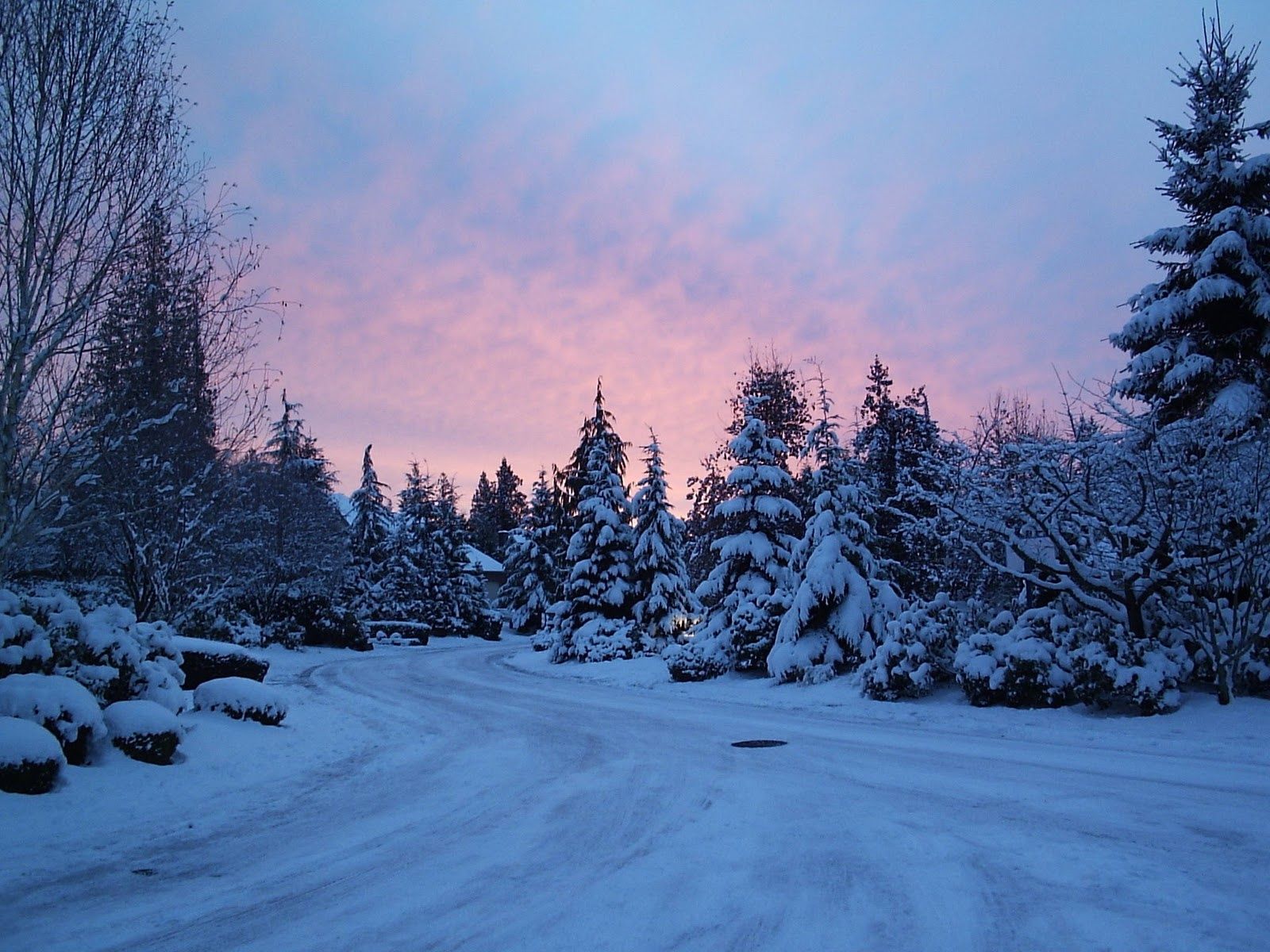 Verschneite Tannen, Waldweg, Rosa Himmel, Dämmerung, Tiefschnee, Hintergrundbild fürs iPad